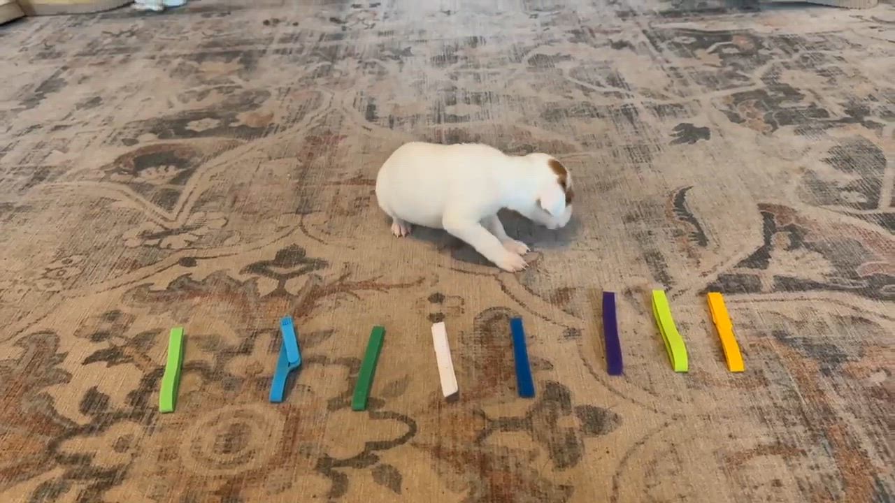 Enlarge David, a Adoptable mixed breed in Syracuse, NY video 5/6