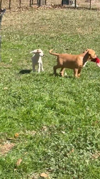 Enlarge David, a Adoptable mixed breed in Syracuse, NY video 6/6