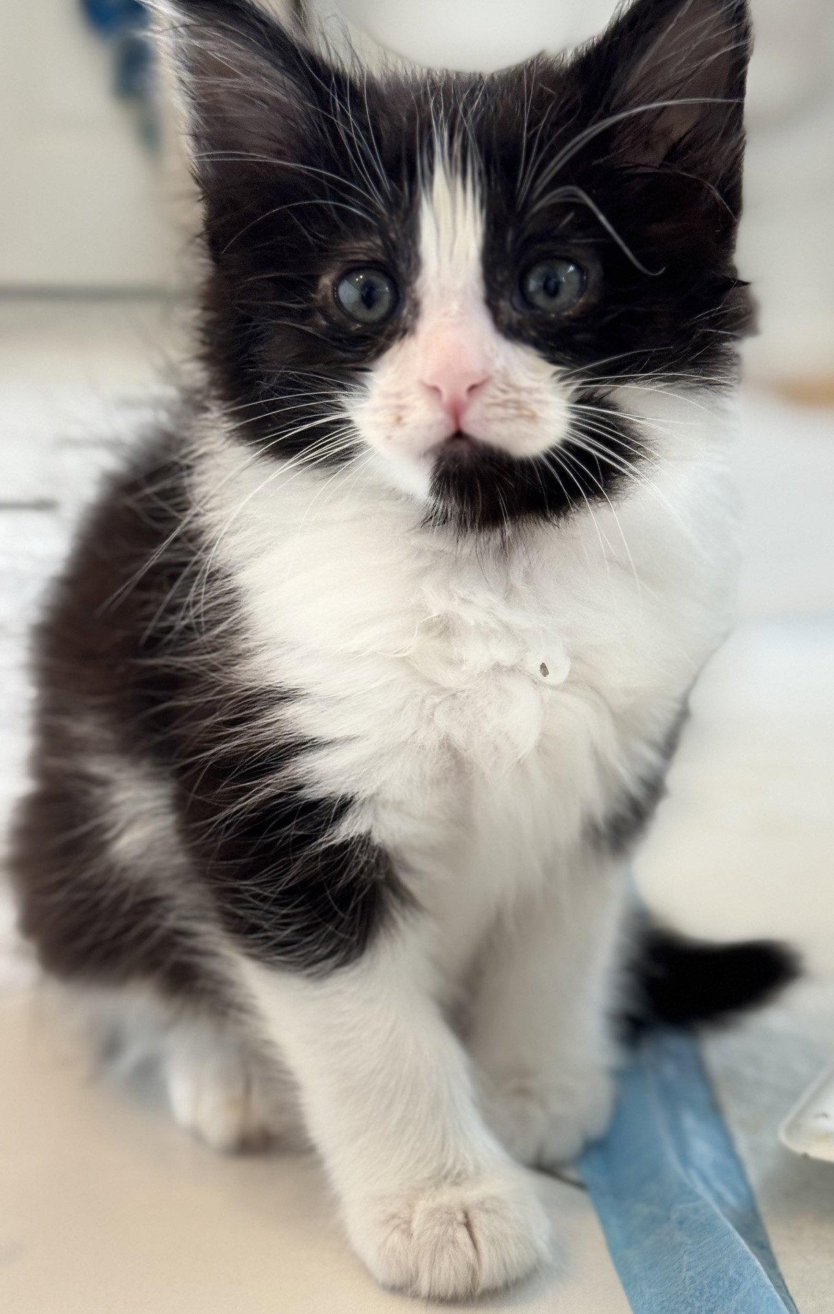Enlarge Sirius-ADOPTED, a Adopted Domestic Short Hair in San Jose, CA image 1/3