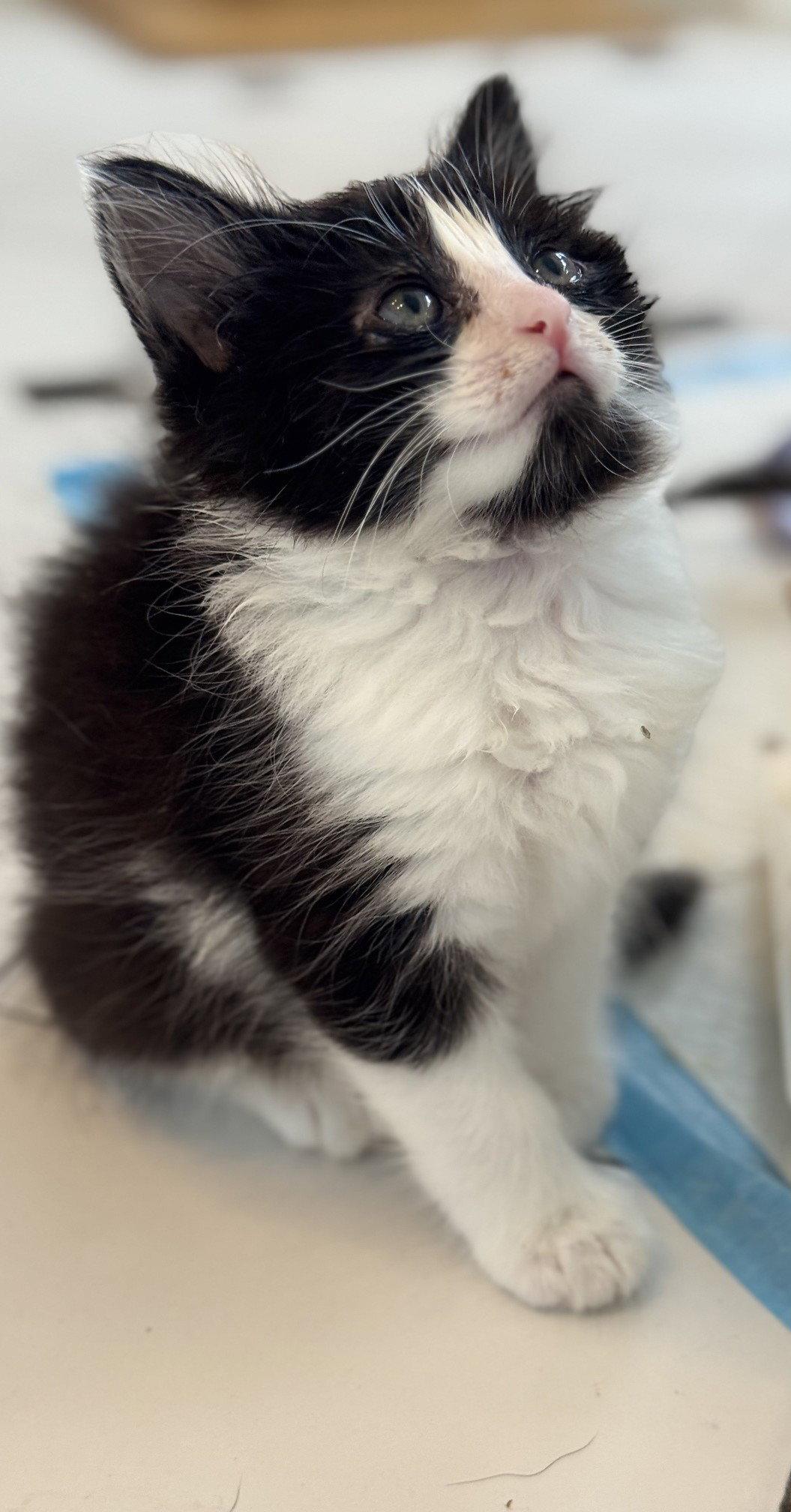 Enlarge Sirius-ADOPTED, a Adopted Domestic Short Hair in San Jose, CA image 2/3