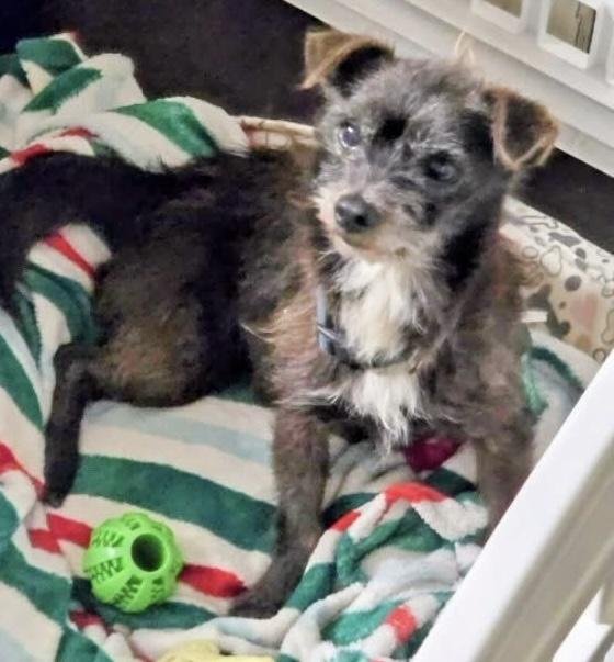 Roger, adopted, Adult Male Terrier.