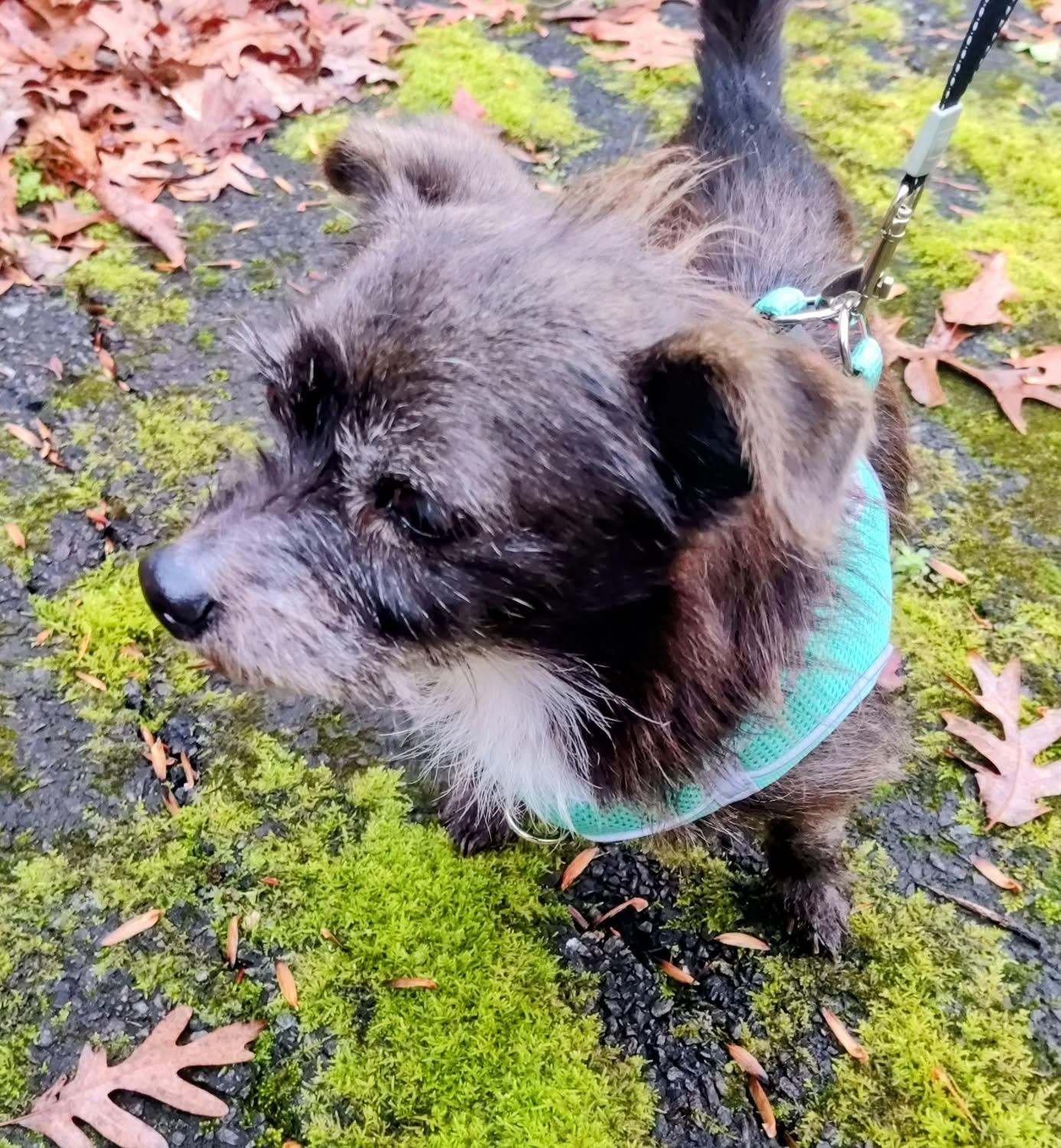 Roger, an adopted mixed breed in Gainesville, GA image 2/3