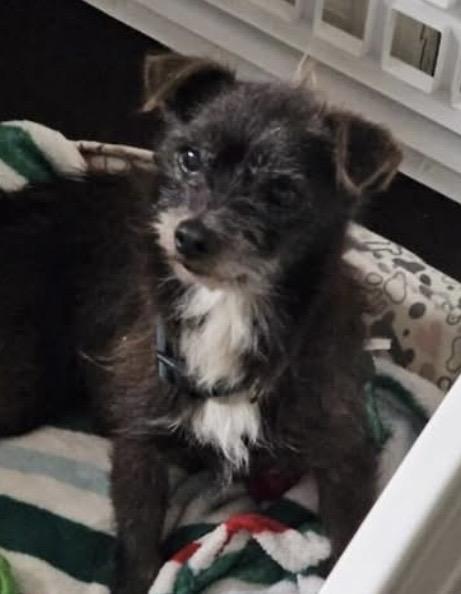 Roger, an adopted mixed breed in Gainesville, GA image 3/3