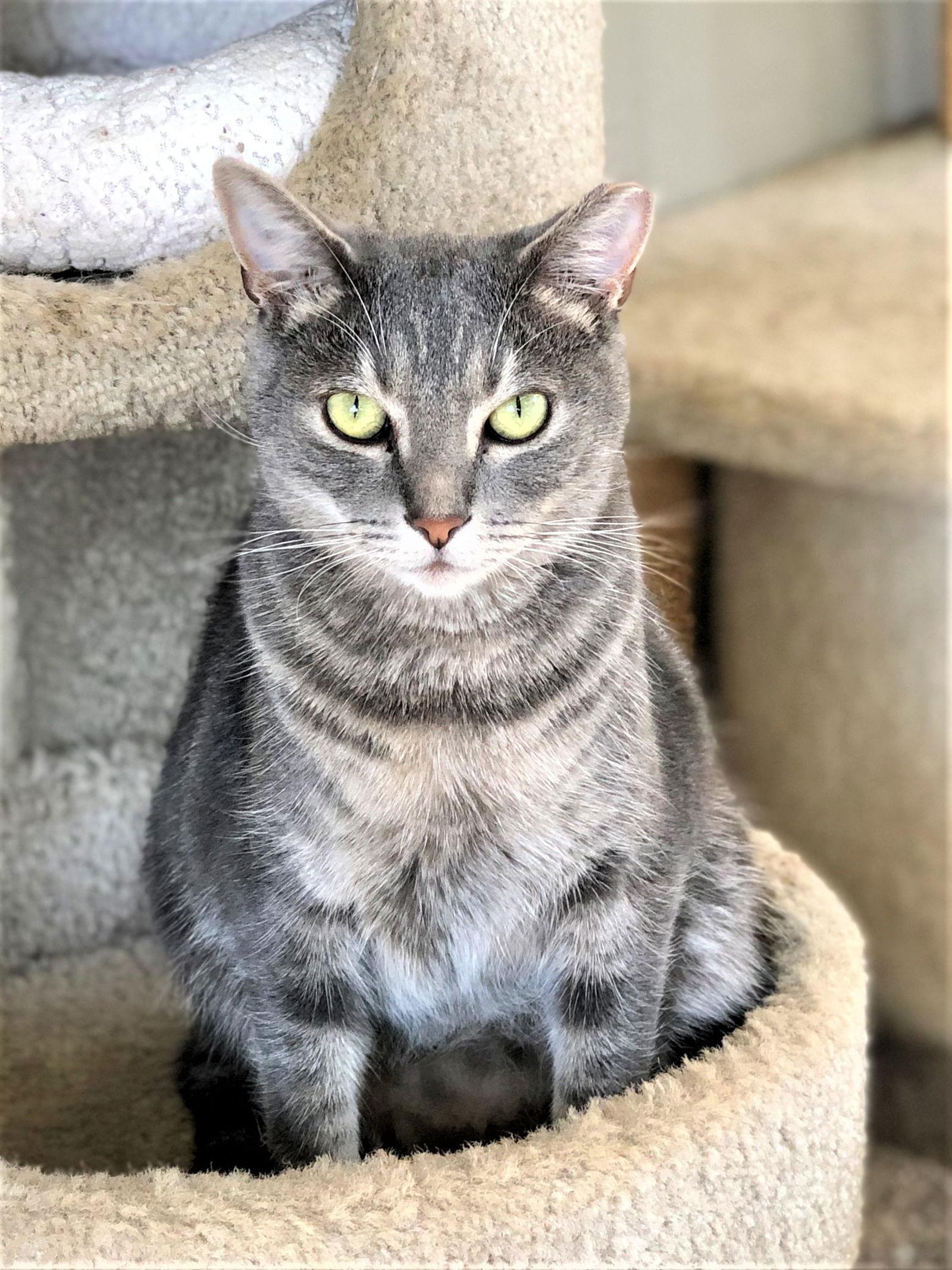 Oshkosh, Adoptable, Adult Male Domestic Short Hair & Tabby.