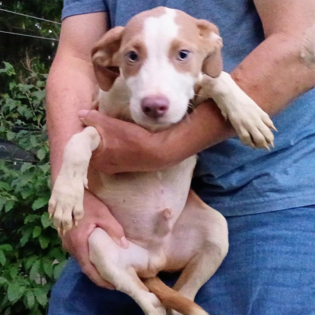 Martin, Adoptable, Puppy Male Vizsla & Mixed Breed.