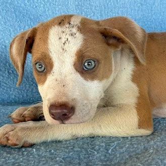 Enlarge Martin, a Adoptable mixed breed in Lima, OH image 2/2