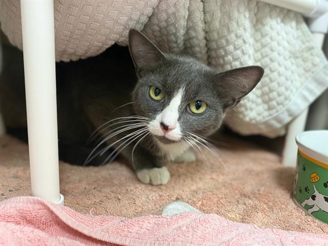 Enlarge GRACE, a Adoptable Domestic Short Hair in Fort Wayne, IN image 1/1