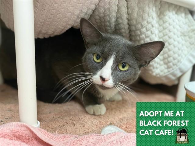 GRACE, Adoptable, Young Female Domestic Short Hair.