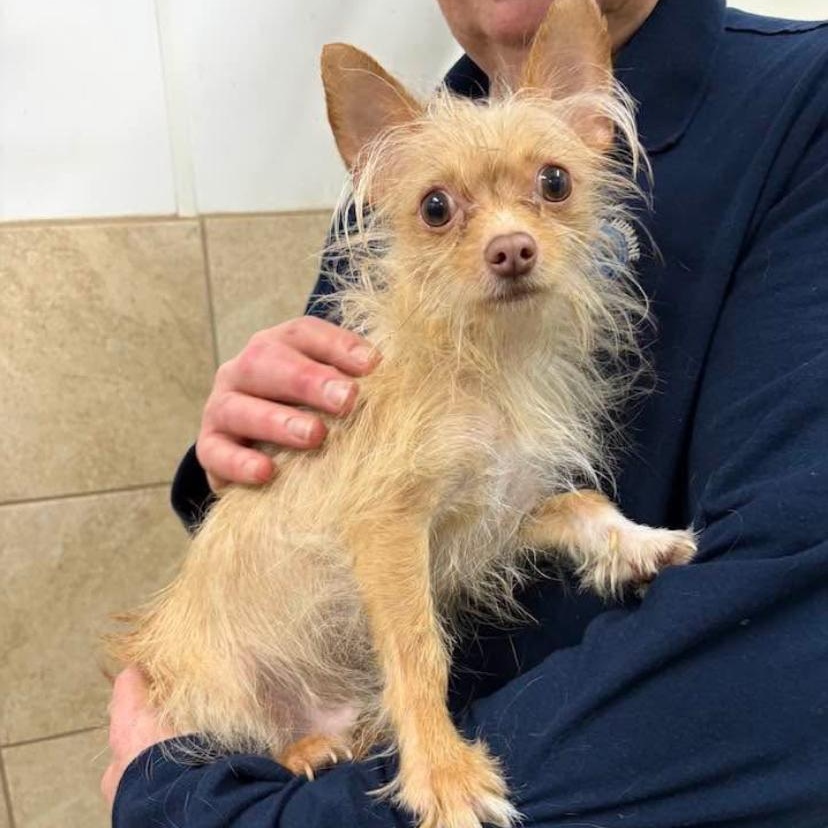 Enlarge Brownie, an adopted mixed breed in Dunkirk, NY image 2/2