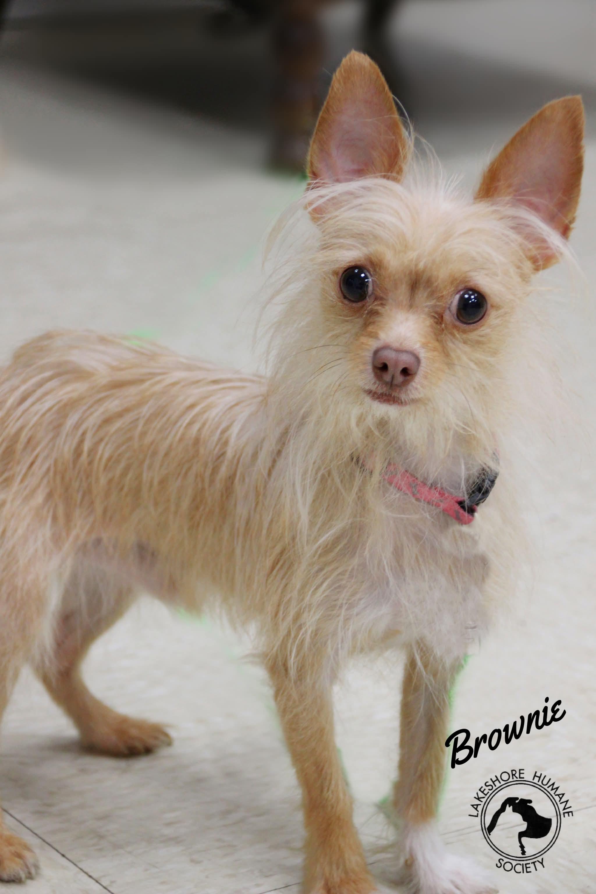 Brownie, adopted, Young Male Chihuahua & Terrier.