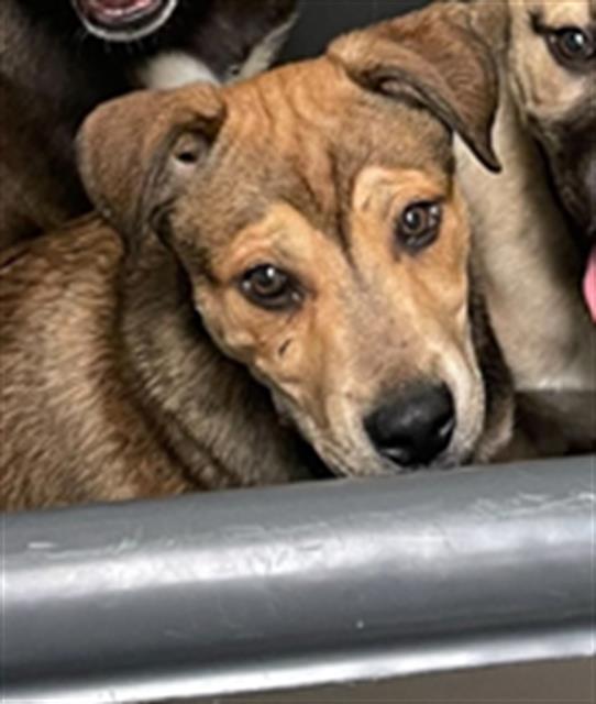 Enlarge Rice -- URGENT! LONGTIME RESIDENT!, a ADOPTABLE Mixed Breed in Thousand Oaks, CA image 1/1