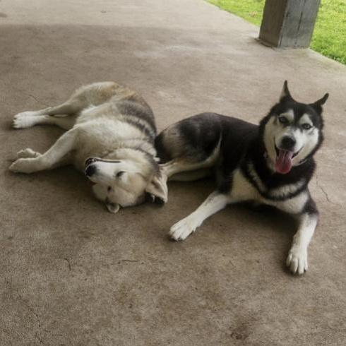 Enlarge Axel + Canada, a Adoptable mixed breed in Boston, MA image 1/6
