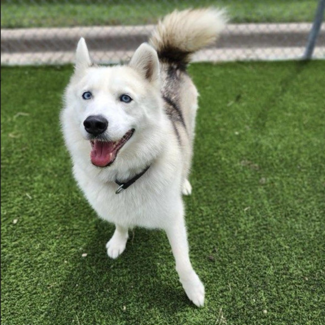 Enlarge Axel + Canada, a Adoptable mixed breed in Boston, MA image 2/6