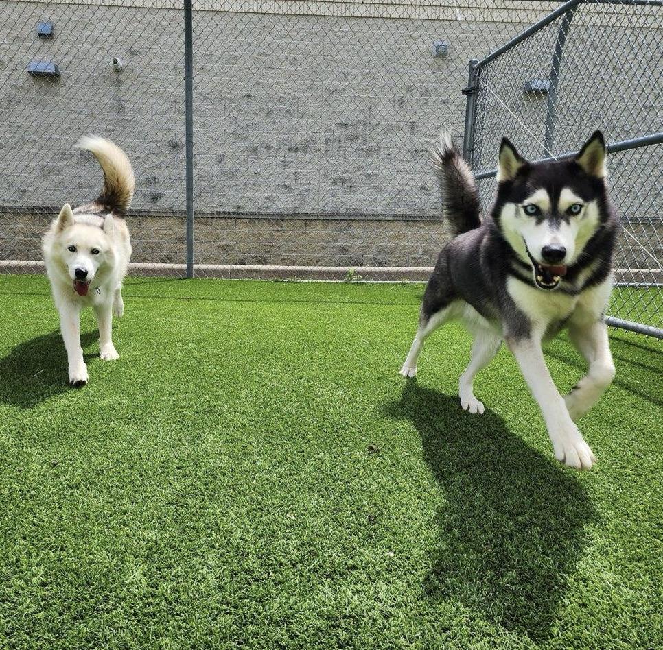 Enlarge Axel + Canada, a Adoptable mixed breed in Boston, MA image 3/6