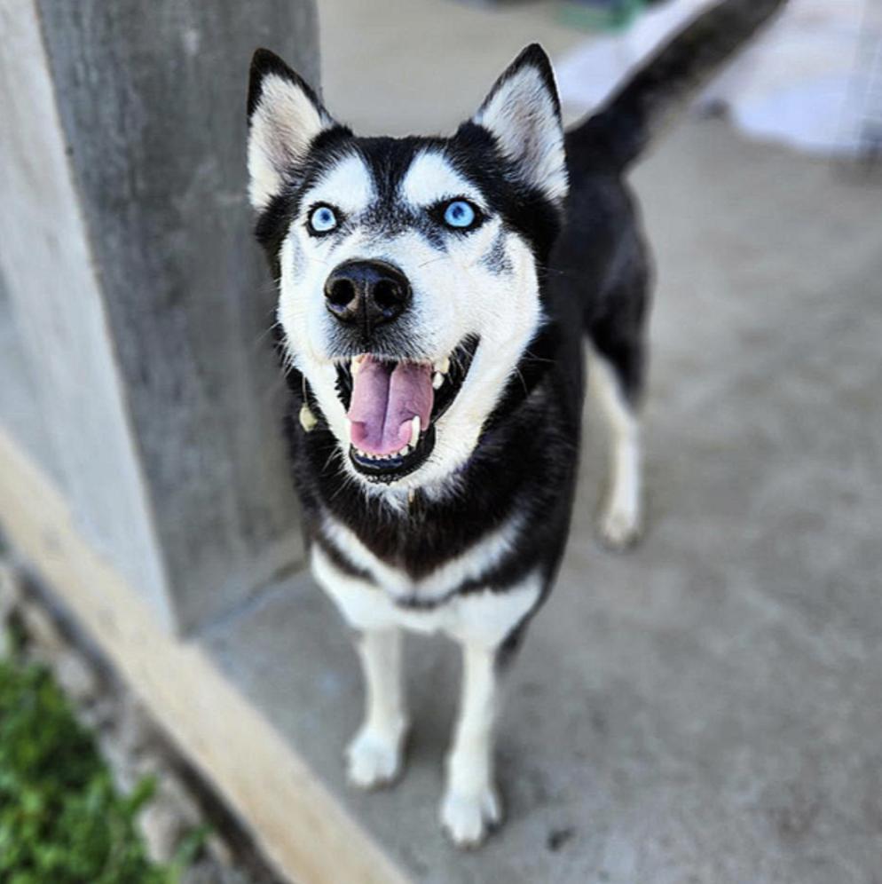 Enlarge Axel + Canada, a Adoptable mixed breed in Boston, MA image 5/6