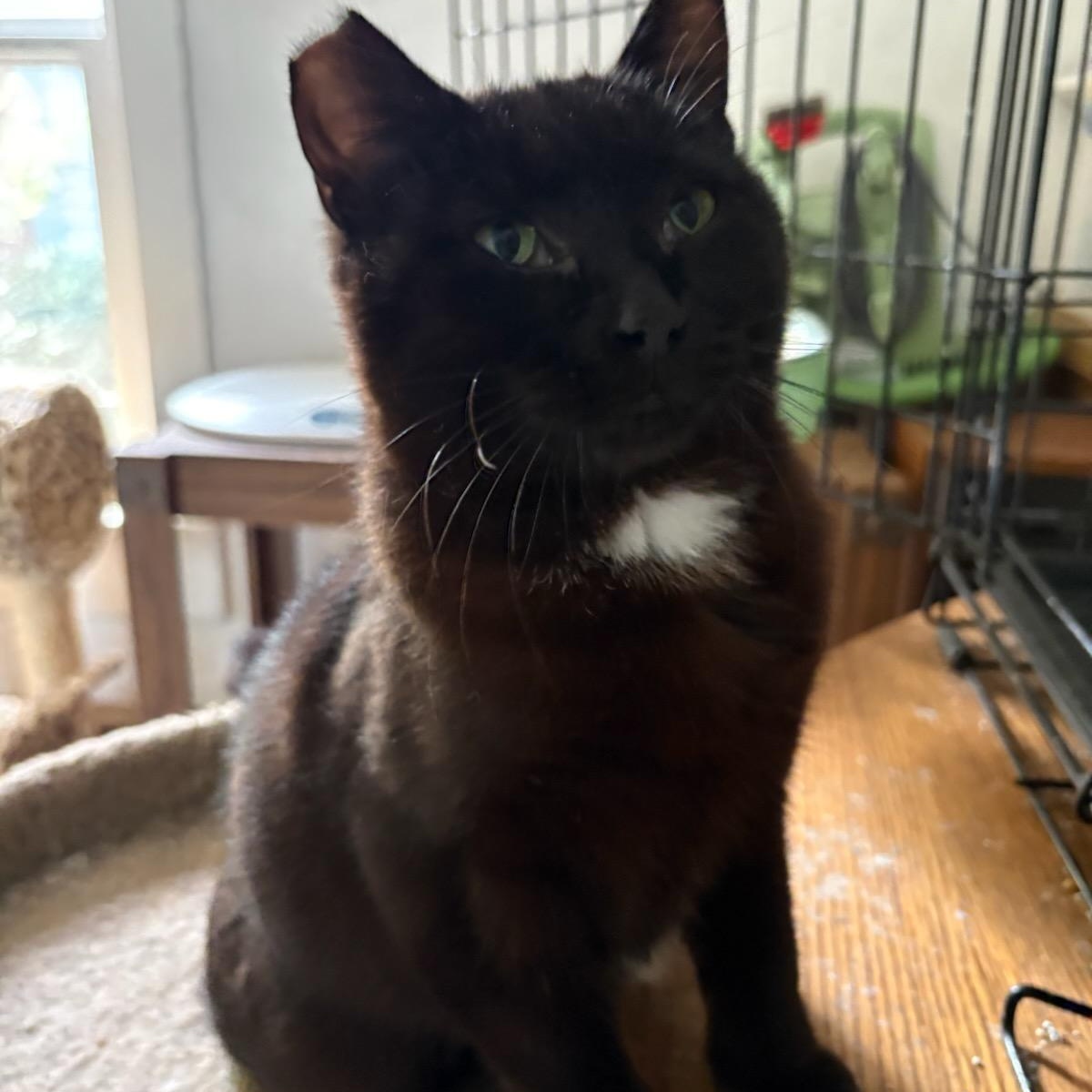Sienna, a Adoptable mixed breed in Silverton, OR image 2/2