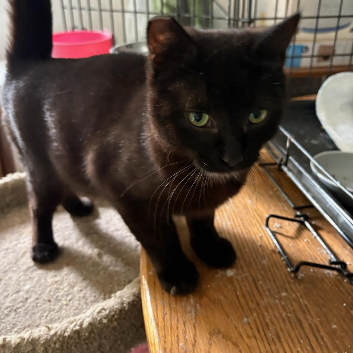 Sienna, Adoptable, Young Female Domestic Short Hair.