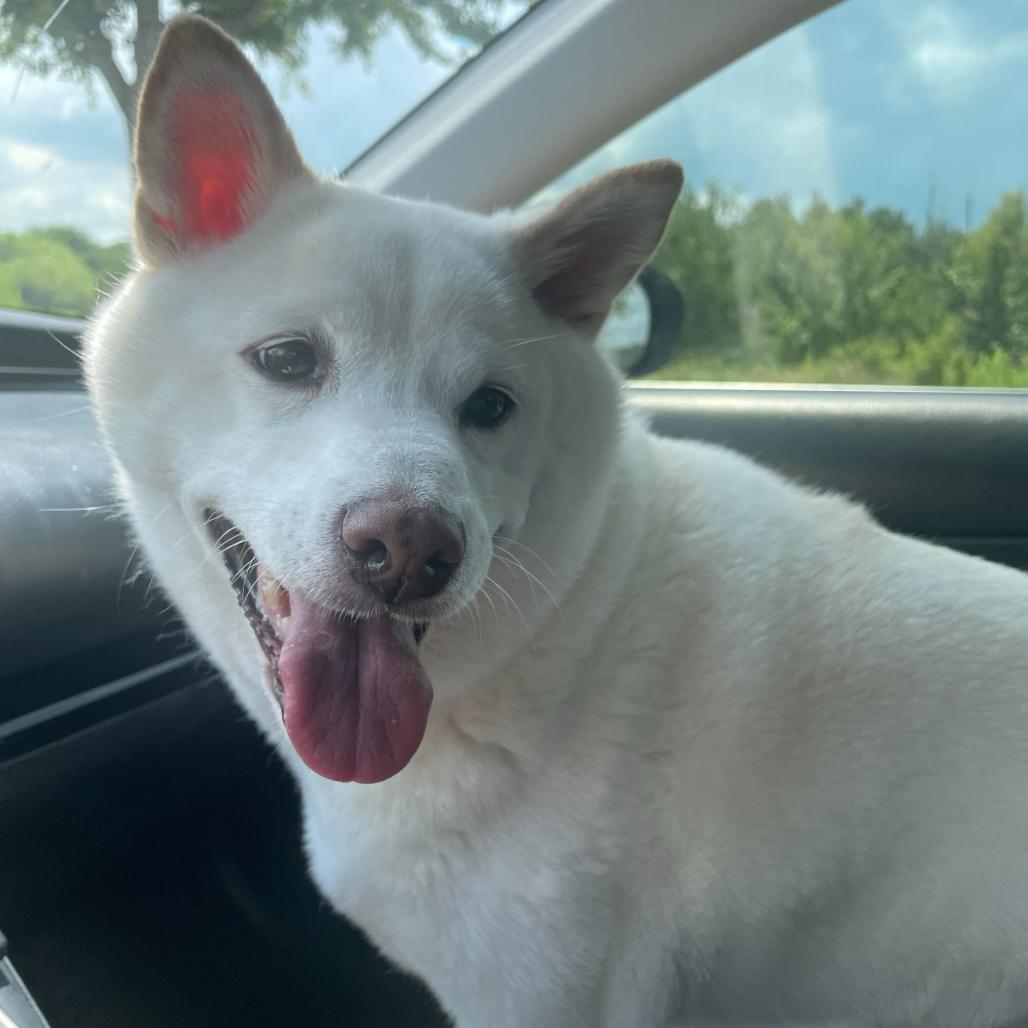 Brenna, Adoptable, Senior Female Shiba Inu.