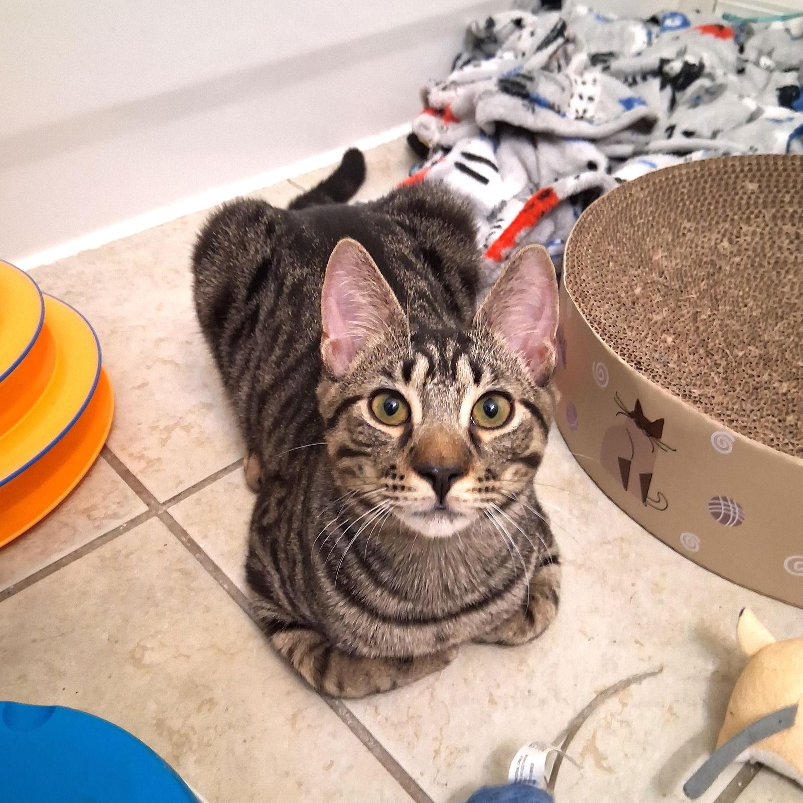 Gucci, Adoptable, Young Male American Shorthair.