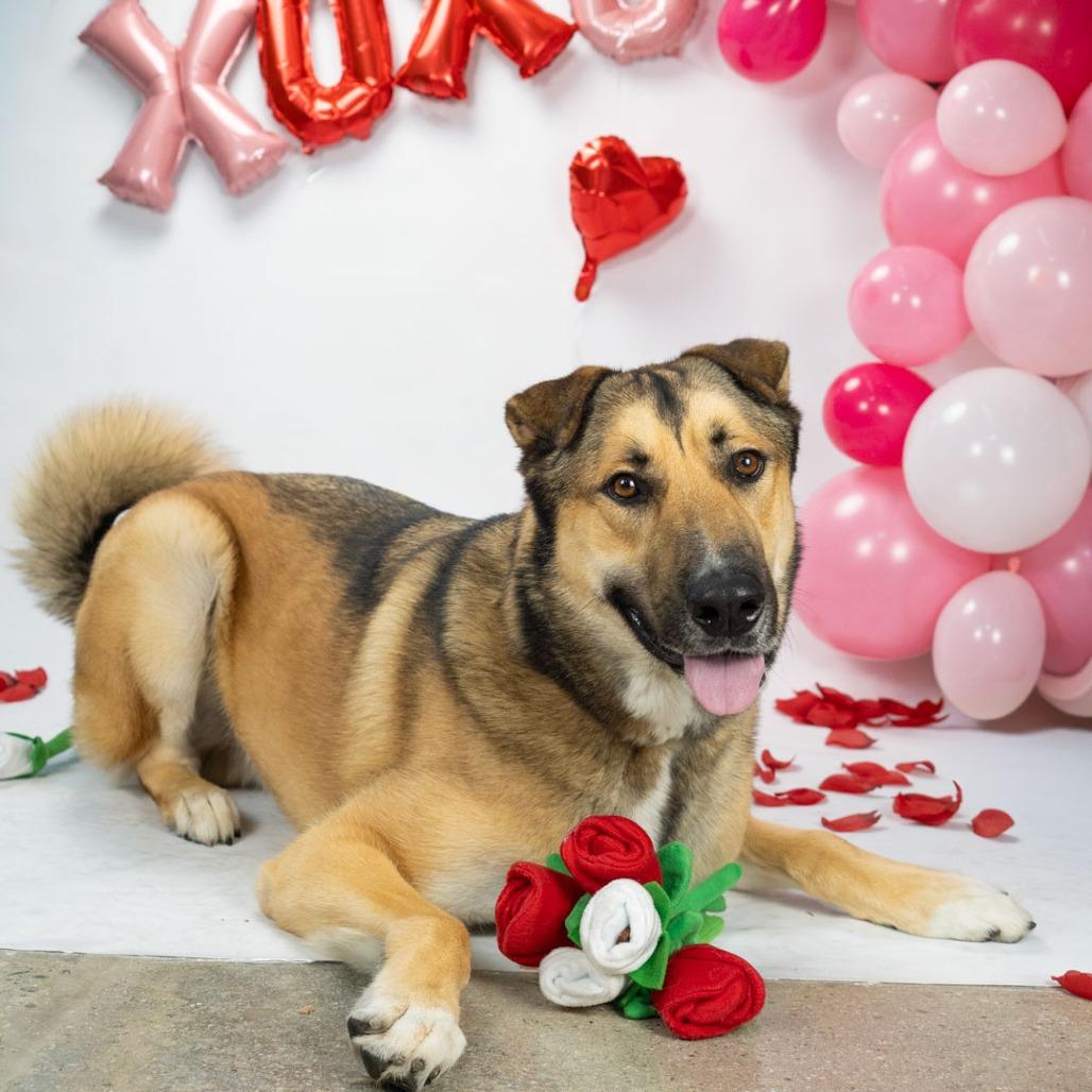 Rockie, a Adoptable mixed breed in Hawthorne, CA image 1/6