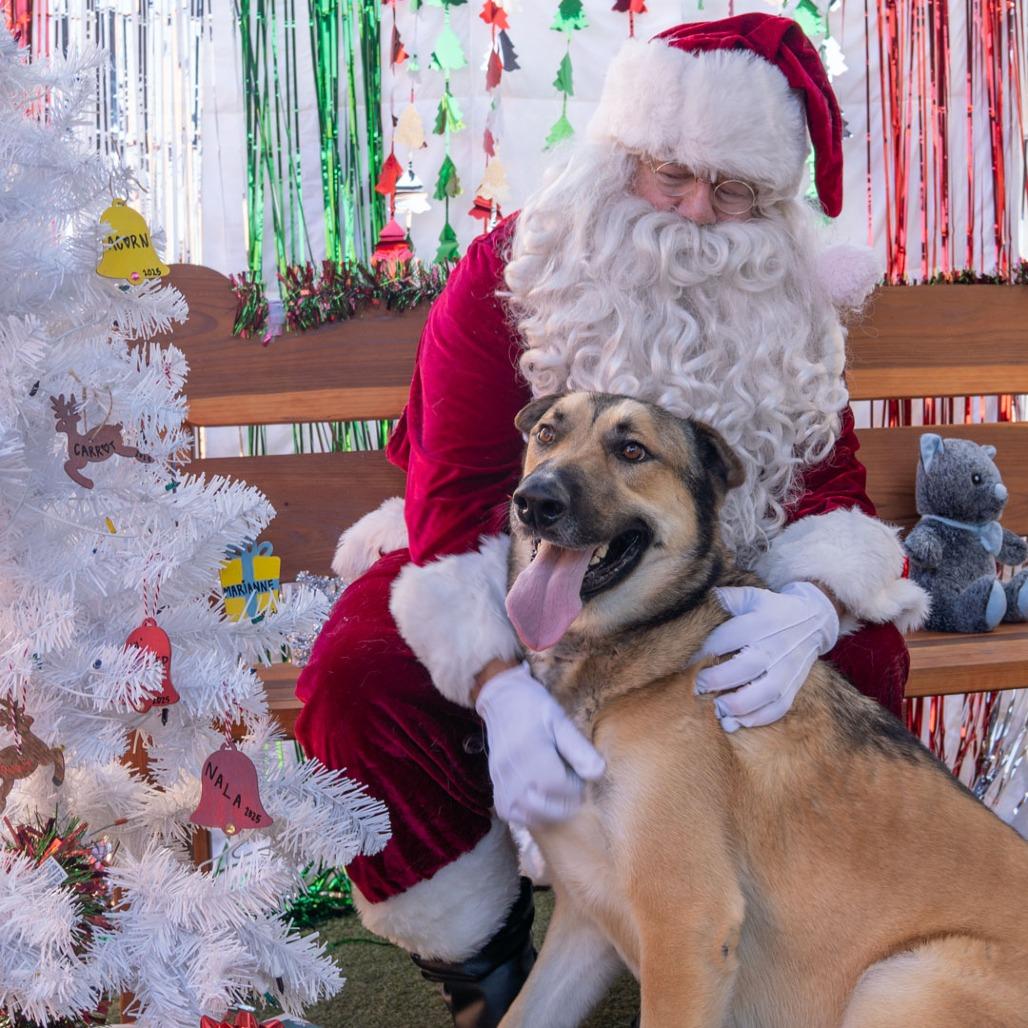 Rockie, a Adoptable mixed breed in Hawthorne, CA image 3/6