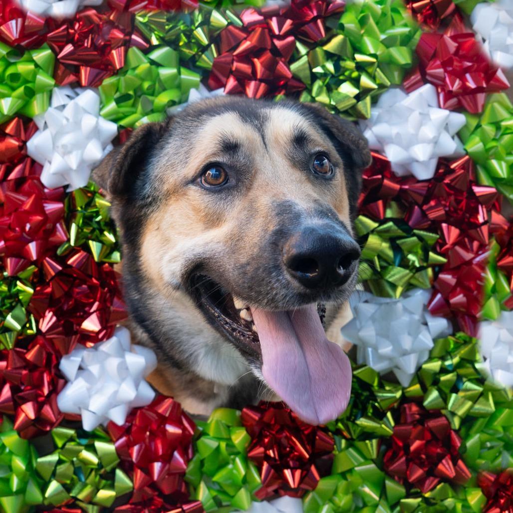 Rockie, a Adoptable mixed breed in Hawthorne, CA image 6/6