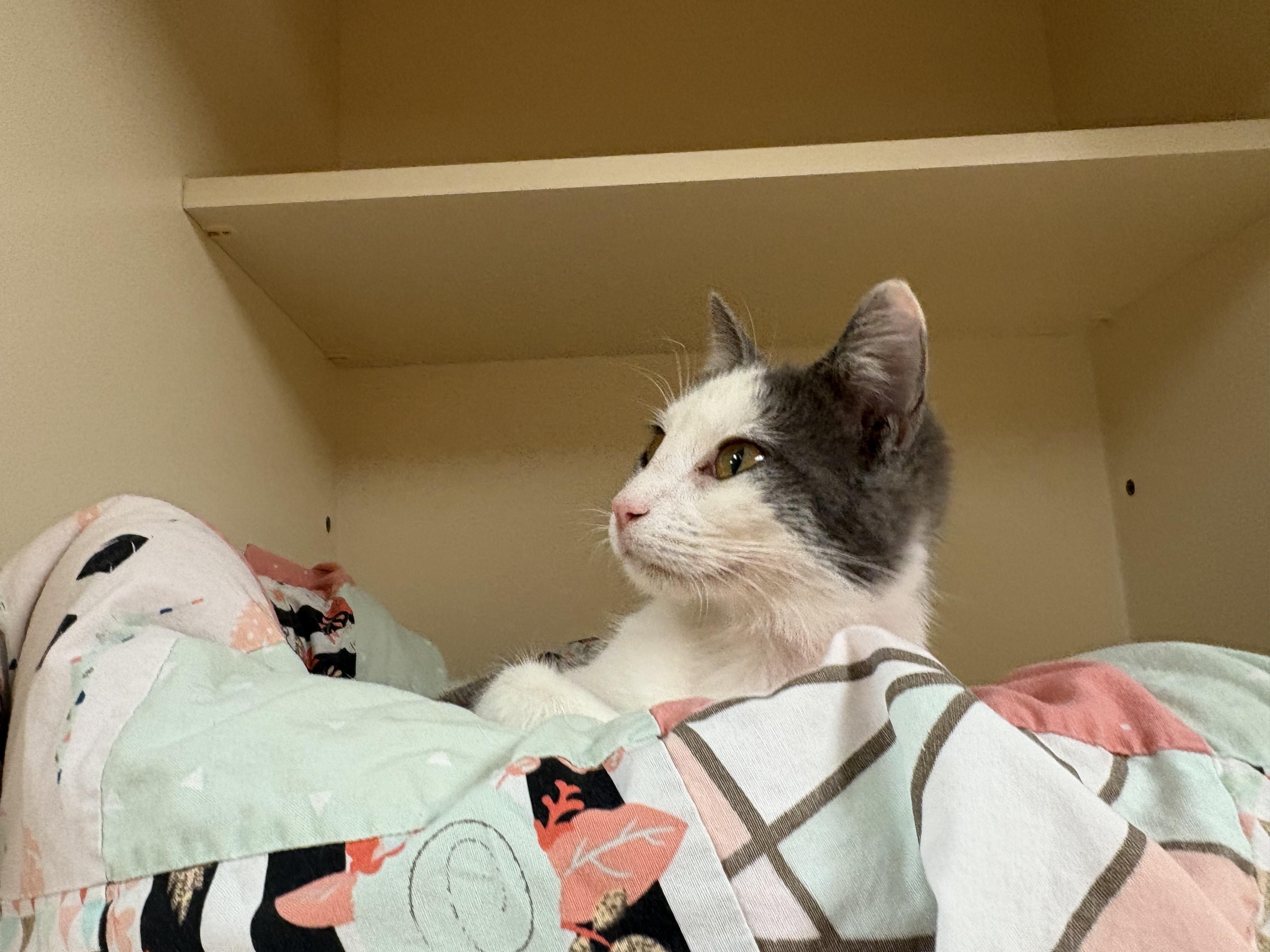 Enlarge Meg, an adoptable mixed breed in Hays, KS image 6/6