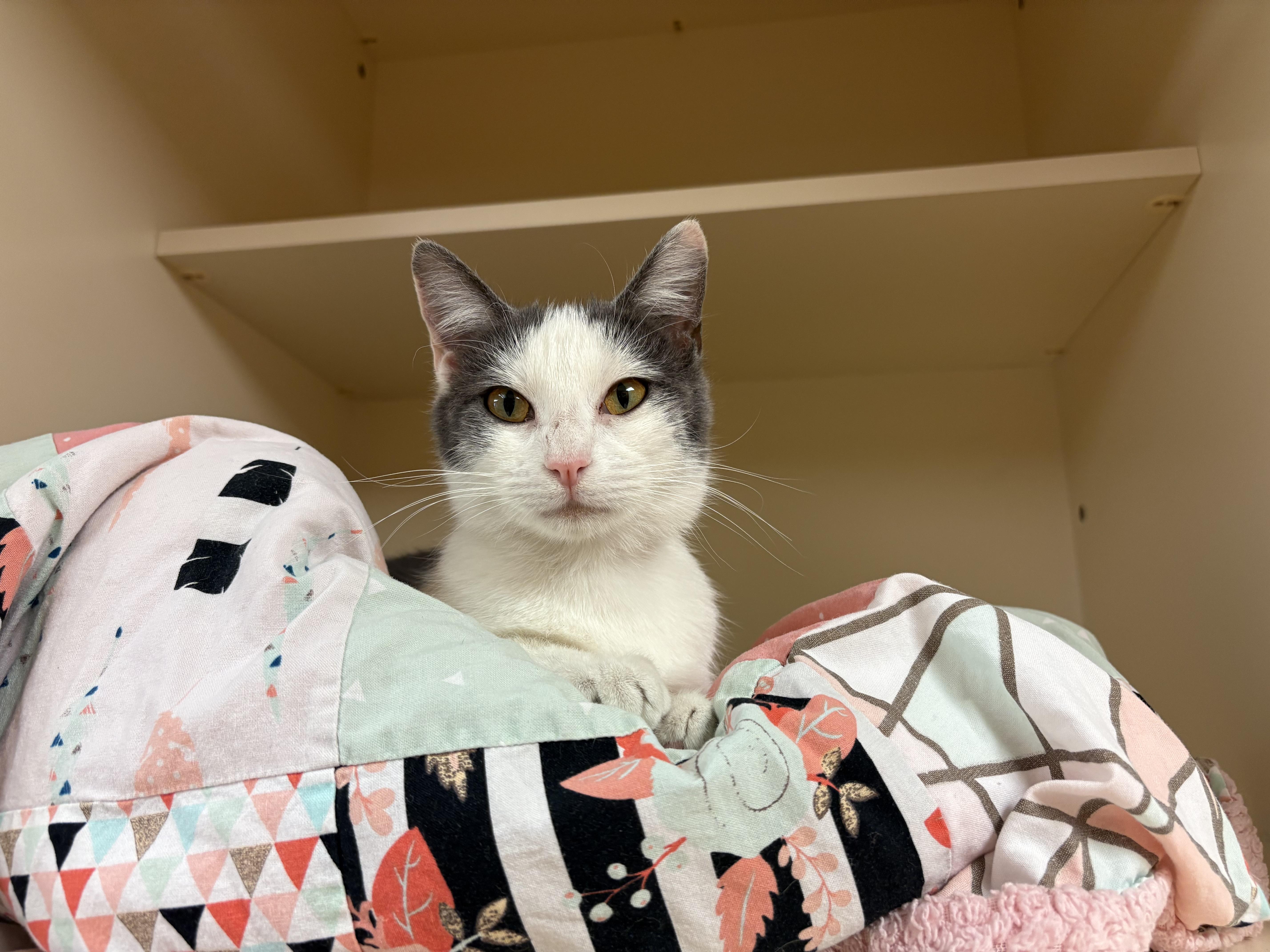 Enlarge Meg, an adoptable mixed breed in Hays, KS image 3/6