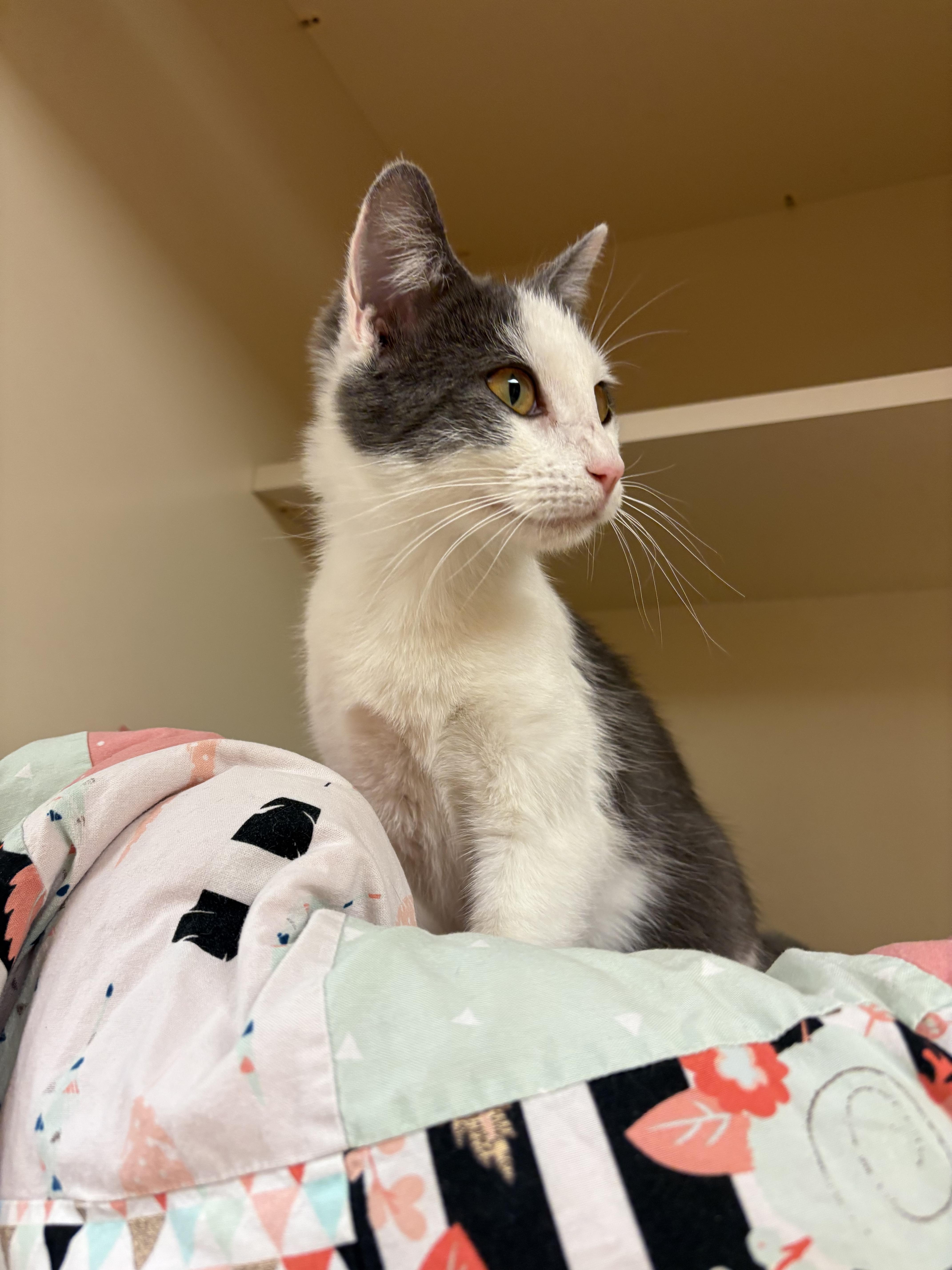 Enlarge Meg, an adoptable mixed breed in Hays, KS image 5/6