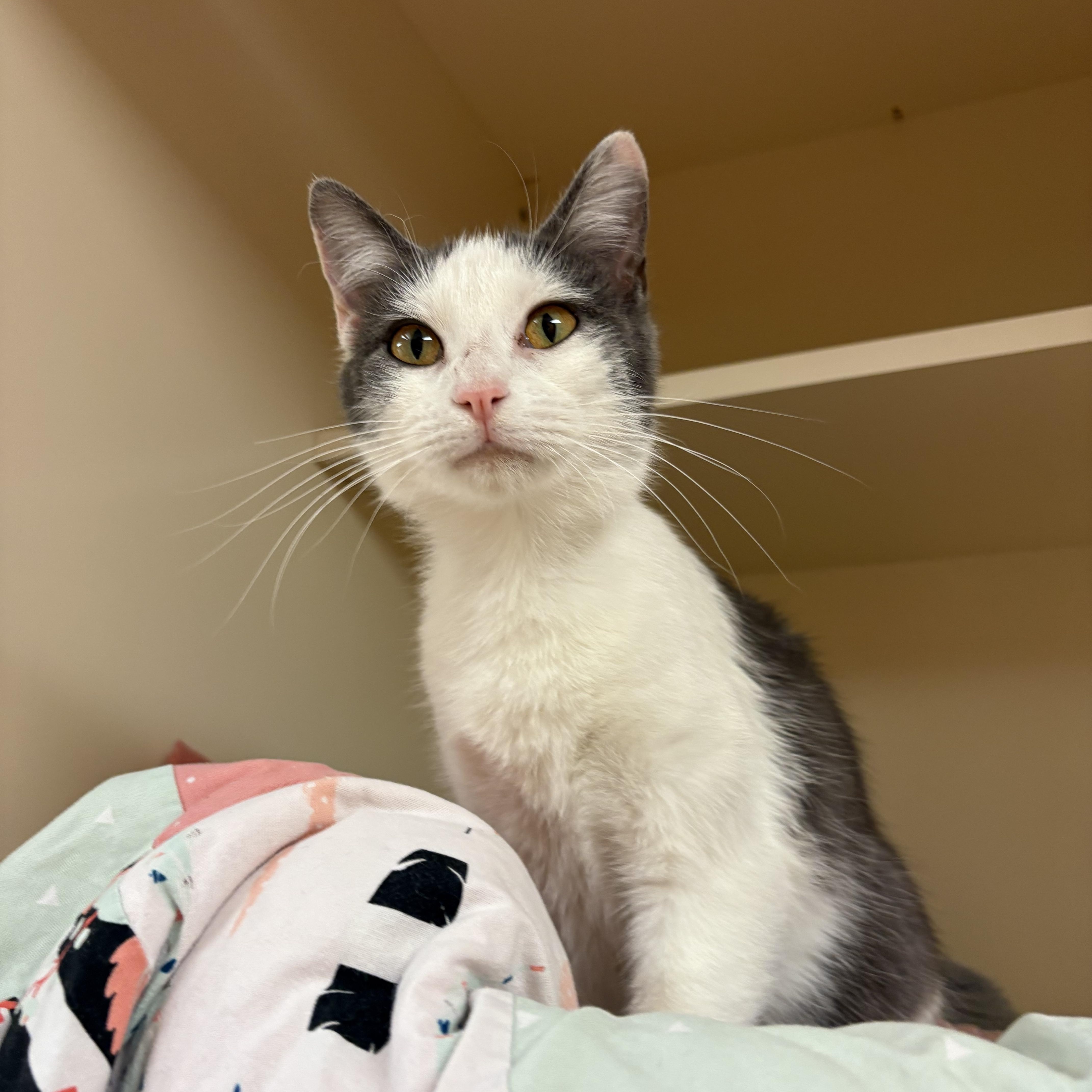 Enlarge Meg, an adoptable mixed breed in Hays, KS image 1/6