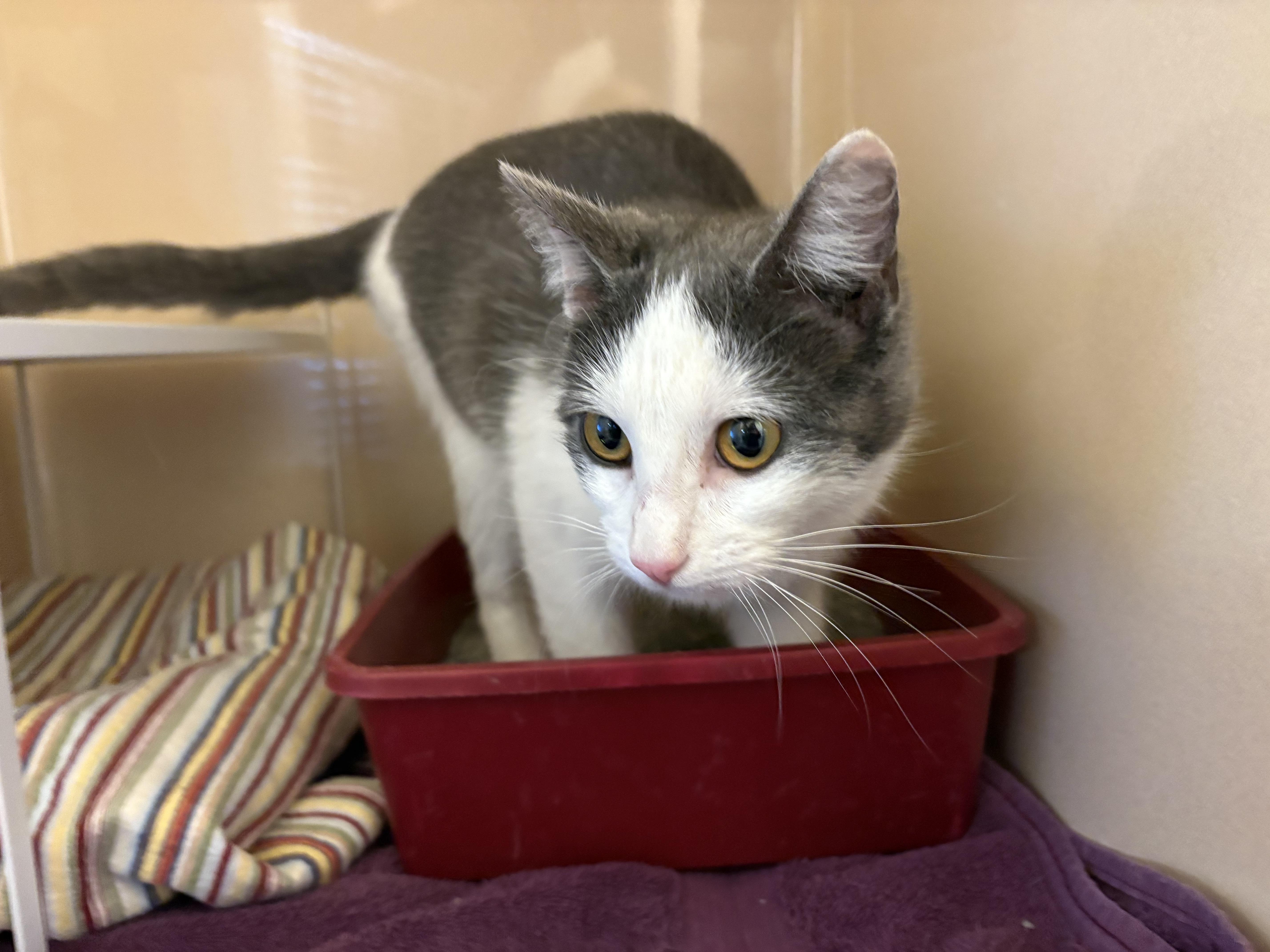 Enlarge Stray Cat - La Crosse, a ADOPTABLE mixed breed in Hays, KS image 5/5