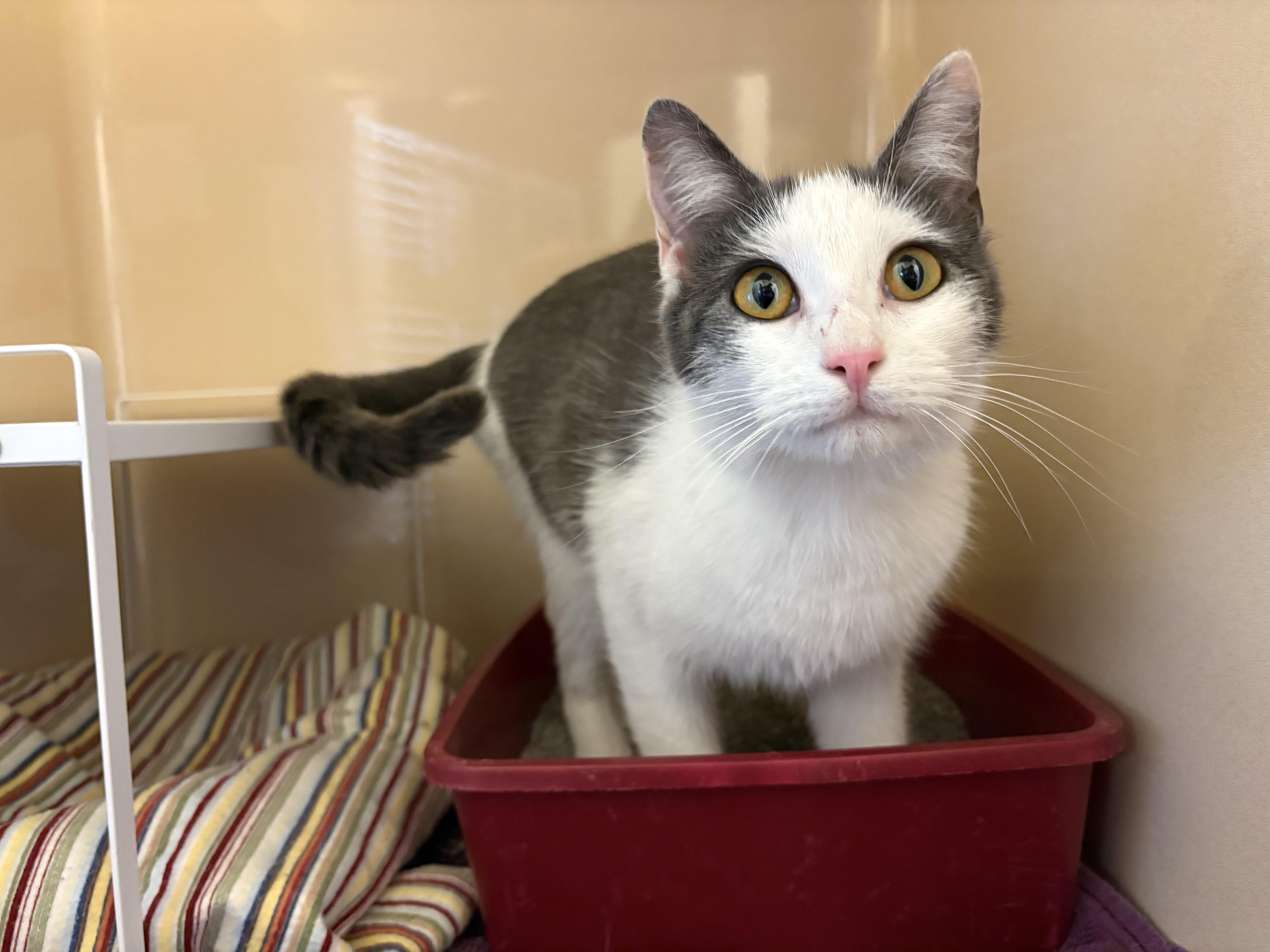 Enlarge Stray Cat - La Crosse, a ADOPTABLE mixed breed in Hays, KS image 4/5