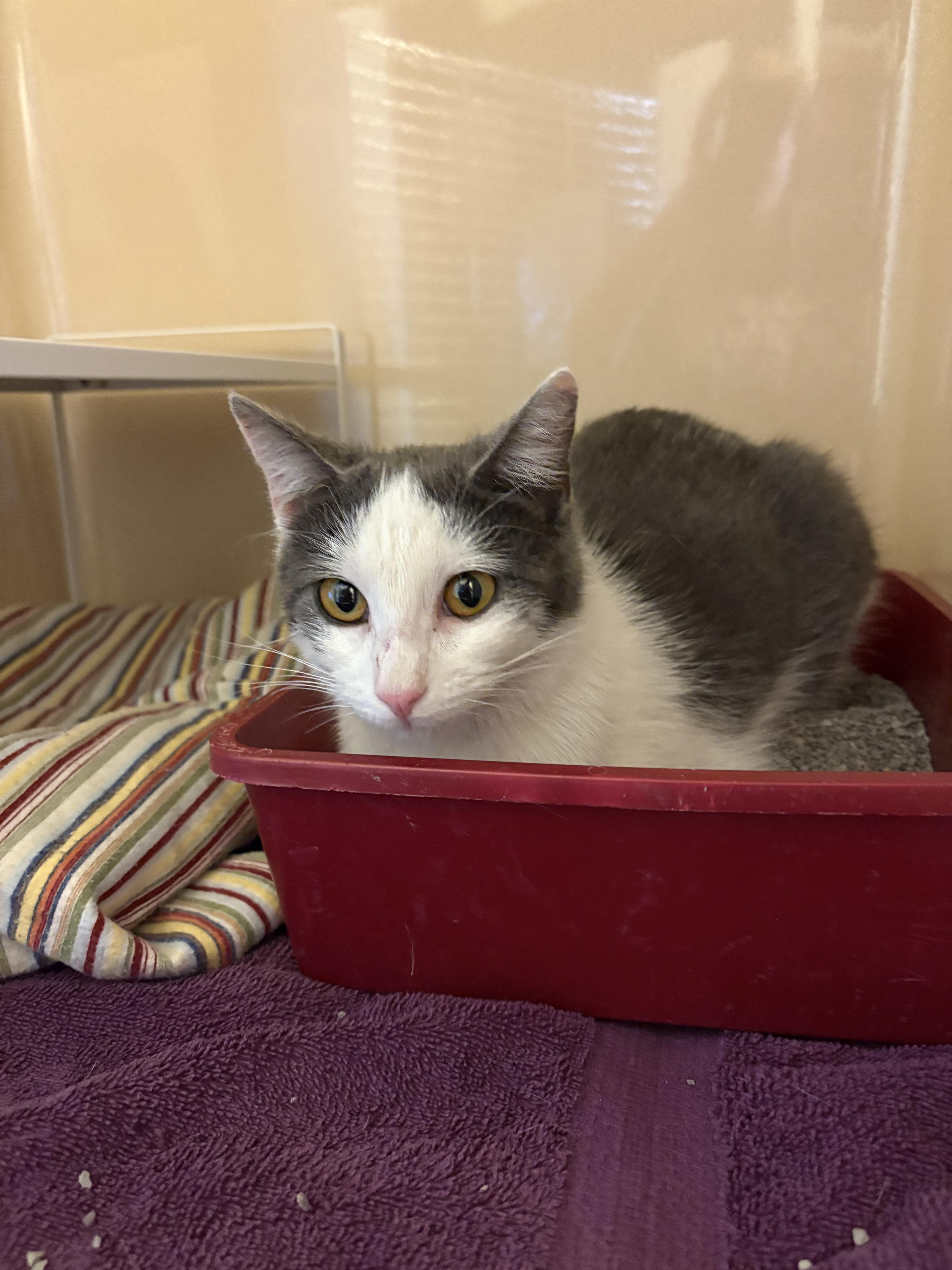 Enlarge Stray Cat - La Crosse, a ADOPTABLE mixed breed in Hays, KS image 2/5