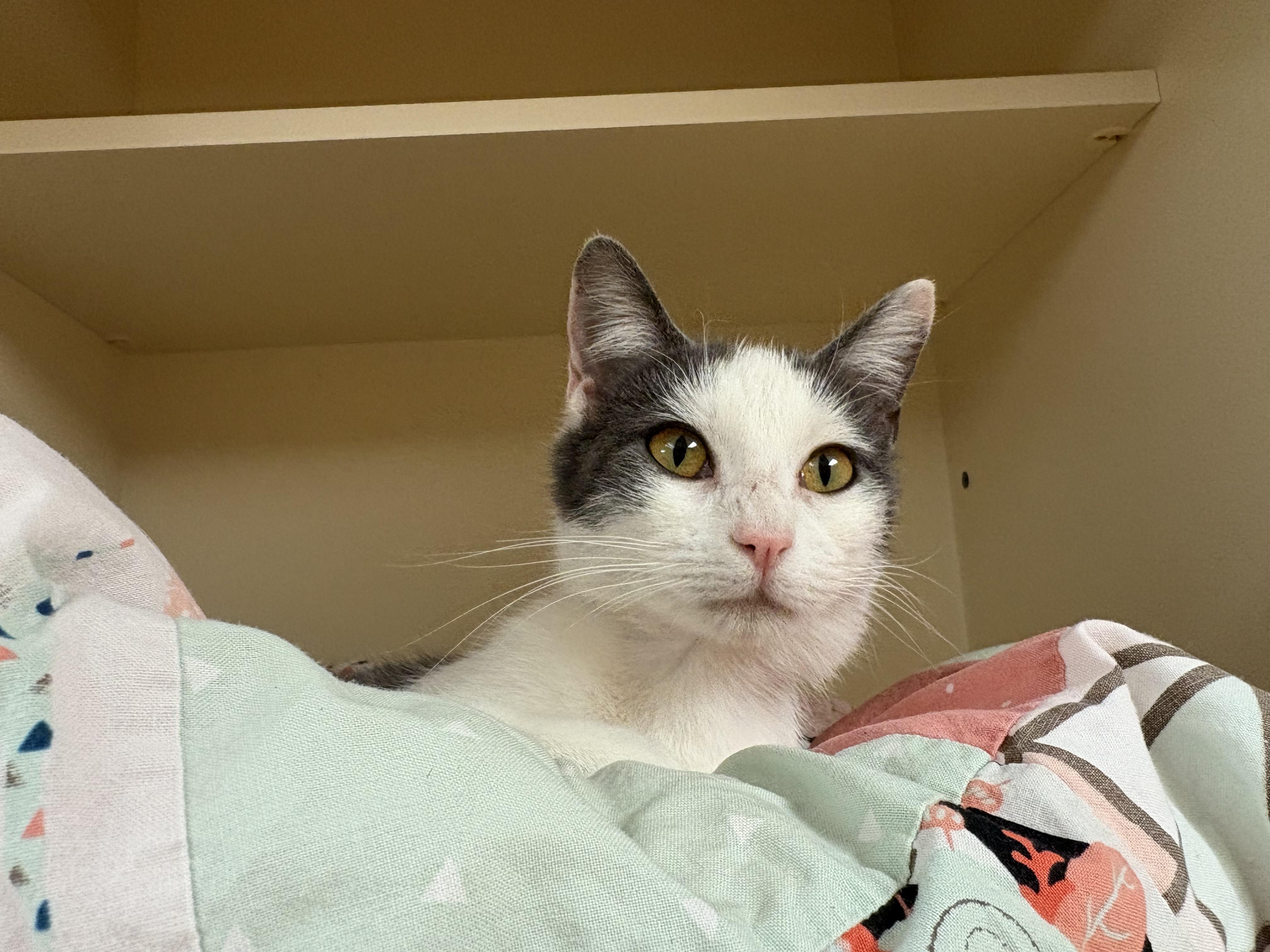 Enlarge Meg, an adoptable mixed breed in Hays, KS image 4/6