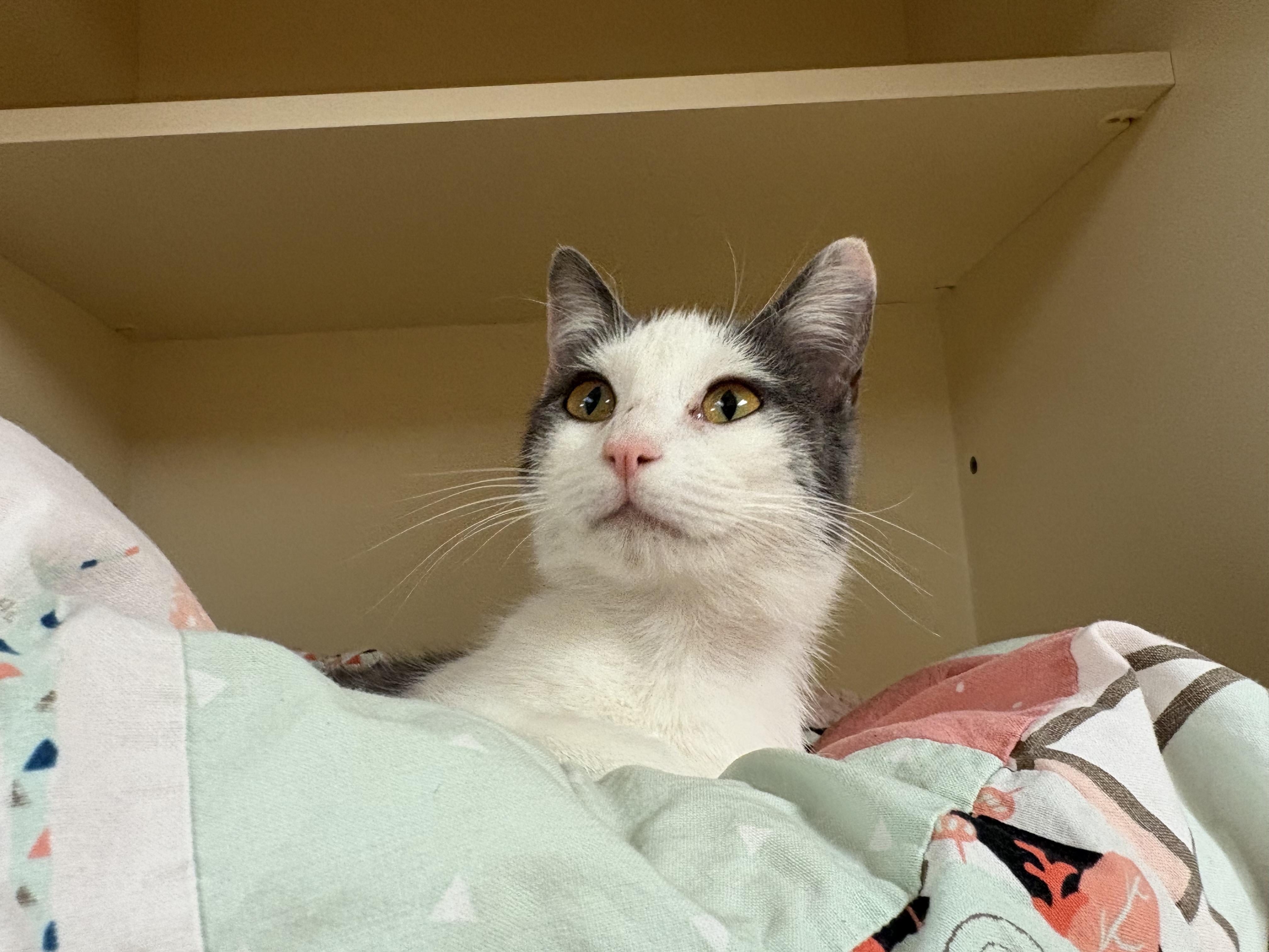 Enlarge Meg, an adoptable mixed breed in Hays, KS image 2/6