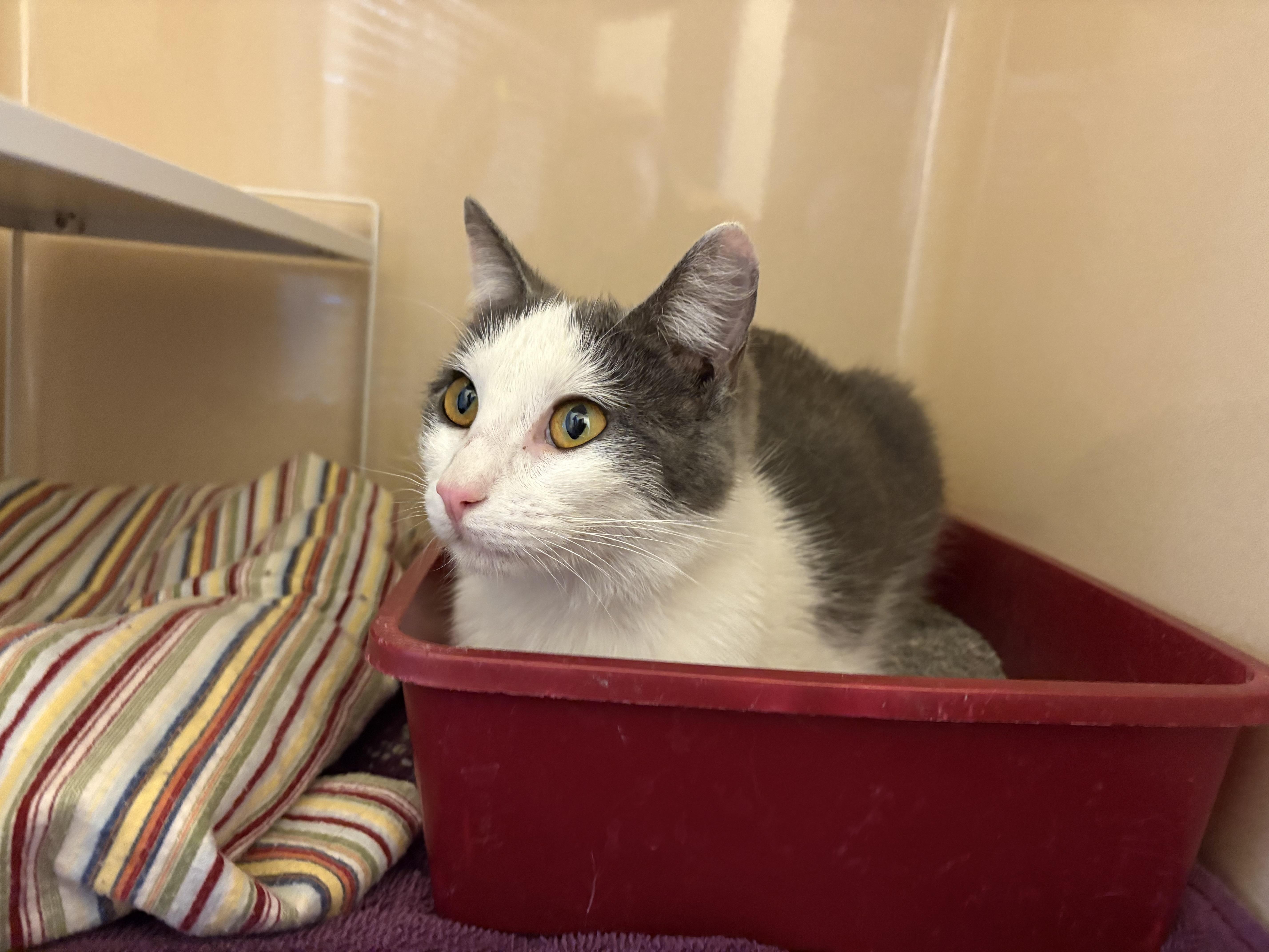 Enlarge Stray Cat - La Crosse, a ADOPTABLE mixed breed in Hays, KS image 3/5
