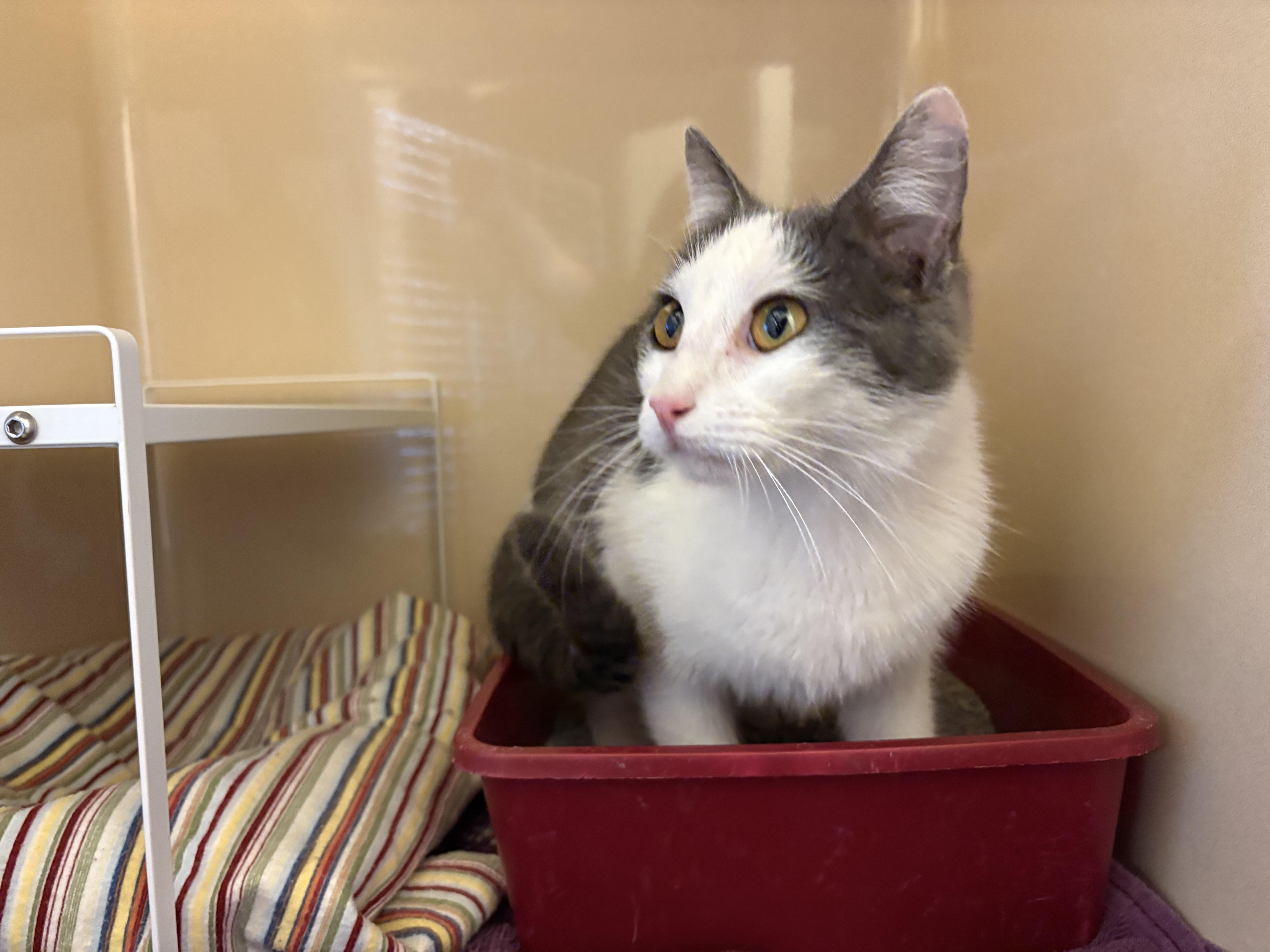 Enlarge Stray Cat - La Crosse, a ADOPTABLE mixed breed in Hays, KS image 1/5