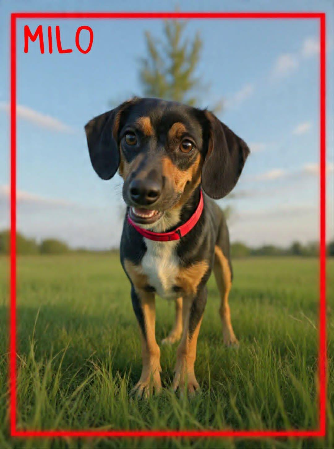 Milo, a ADOPTABLE mixed breed in Grove, OK image 4/5