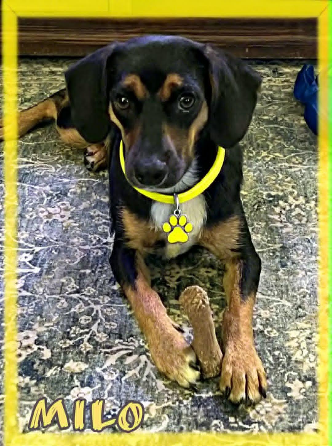 Milo, a ADOPTABLE mixed breed in Grove, OK image 2/5