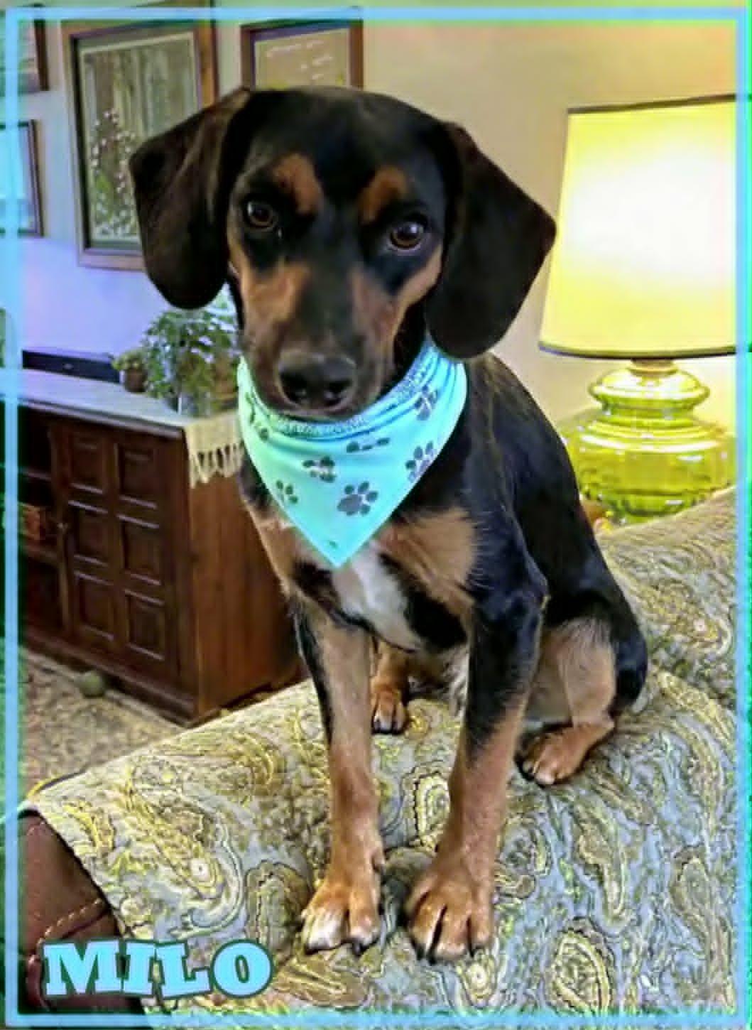 Milo, a ADOPTABLE mixed breed in Grove, OK image 3/5