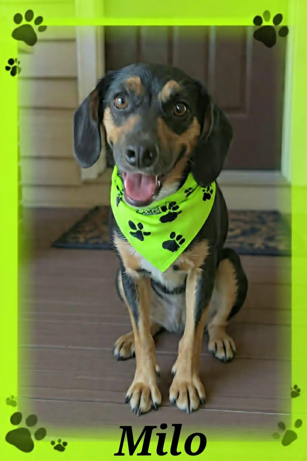 Milo, a ADOPTABLE mixed breed in Grove, OK image 1/5
