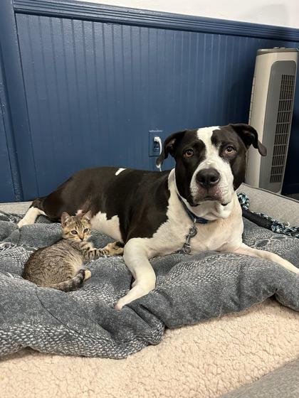 Enlarge Benji, a Adoptable mixed breed in Wantagh, NY image 1/3