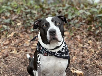 Enlarge Benji, a Adoptable mixed breed in Wantagh, NY image 2/3