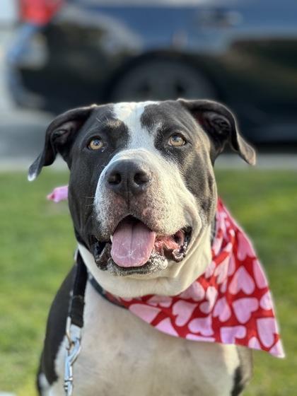 Enlarge Benji, a Adoptable mixed breed in Wantagh, NY image 3/3