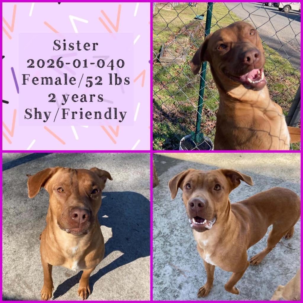 2026-01-040 *Sister*, Adoptable, Young Female Labrador Retriever.