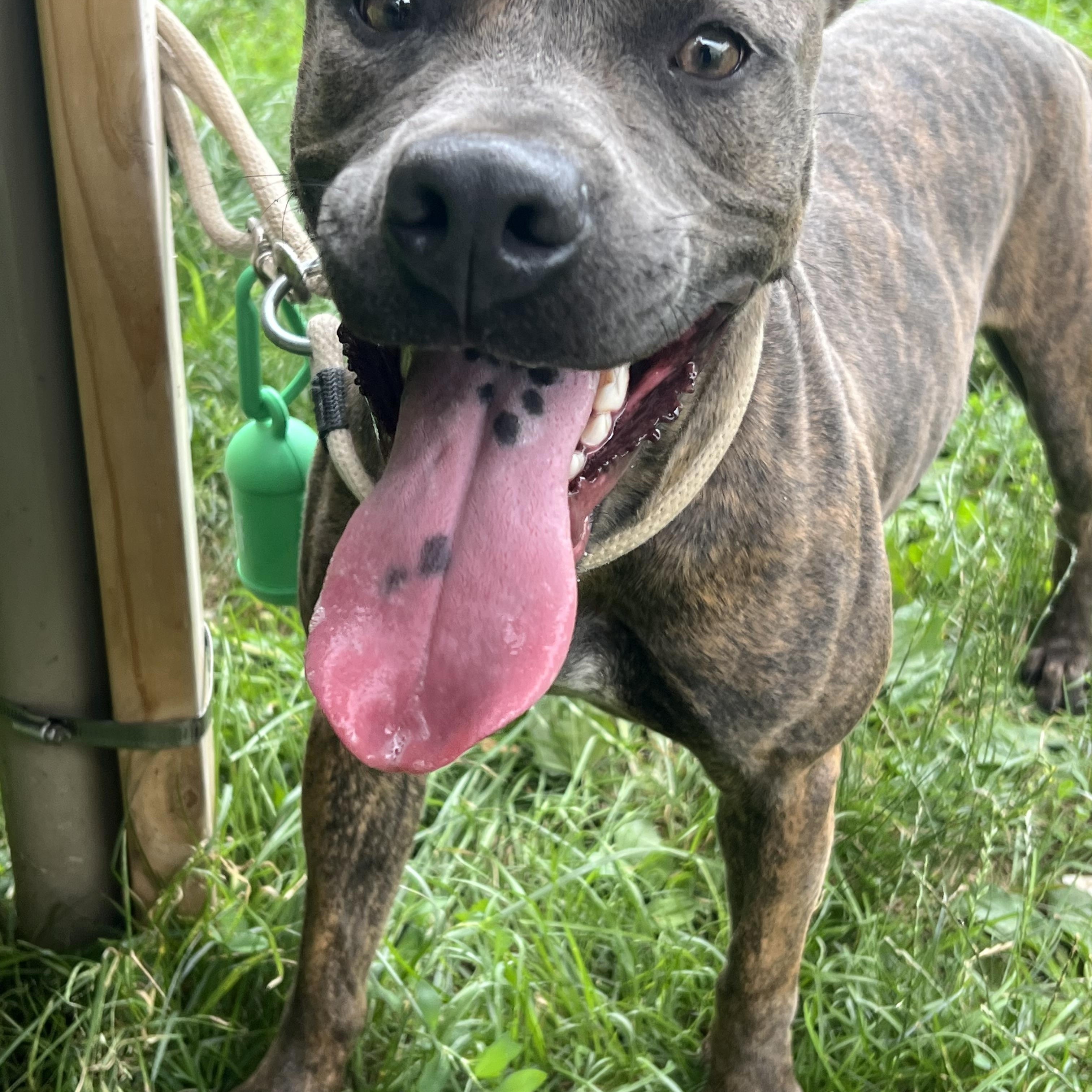 Enlarge SKY, a Adoptable mixed breed in Yonkers, NY image 1/6