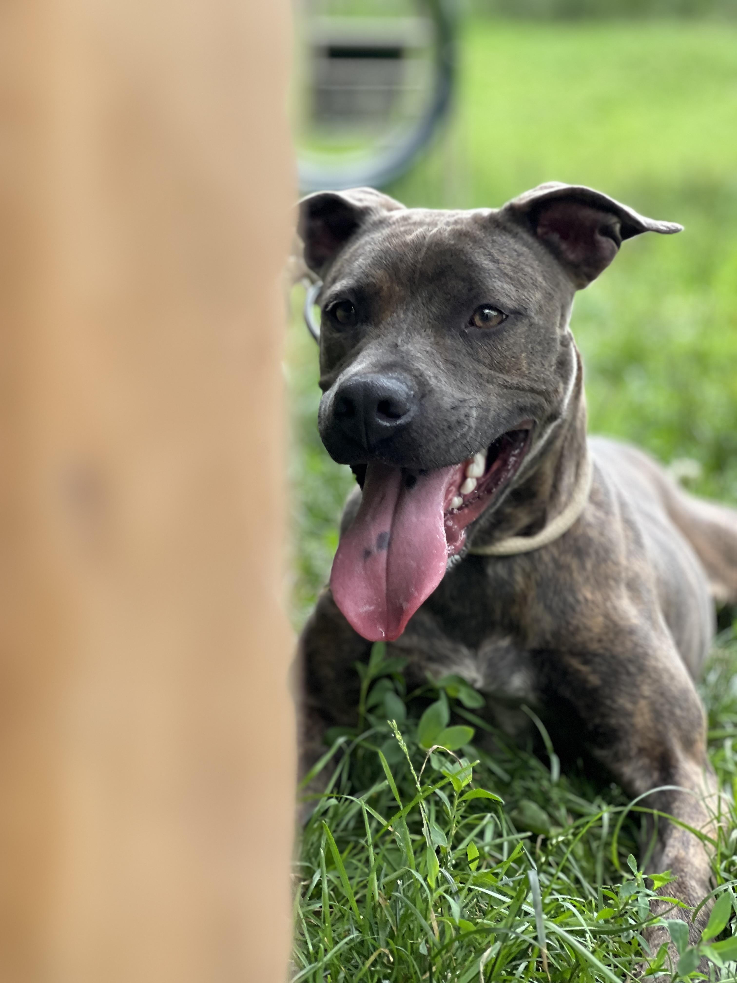 Enlarge SKY, a Adoptable mixed breed in Yonkers, NY image 2/6