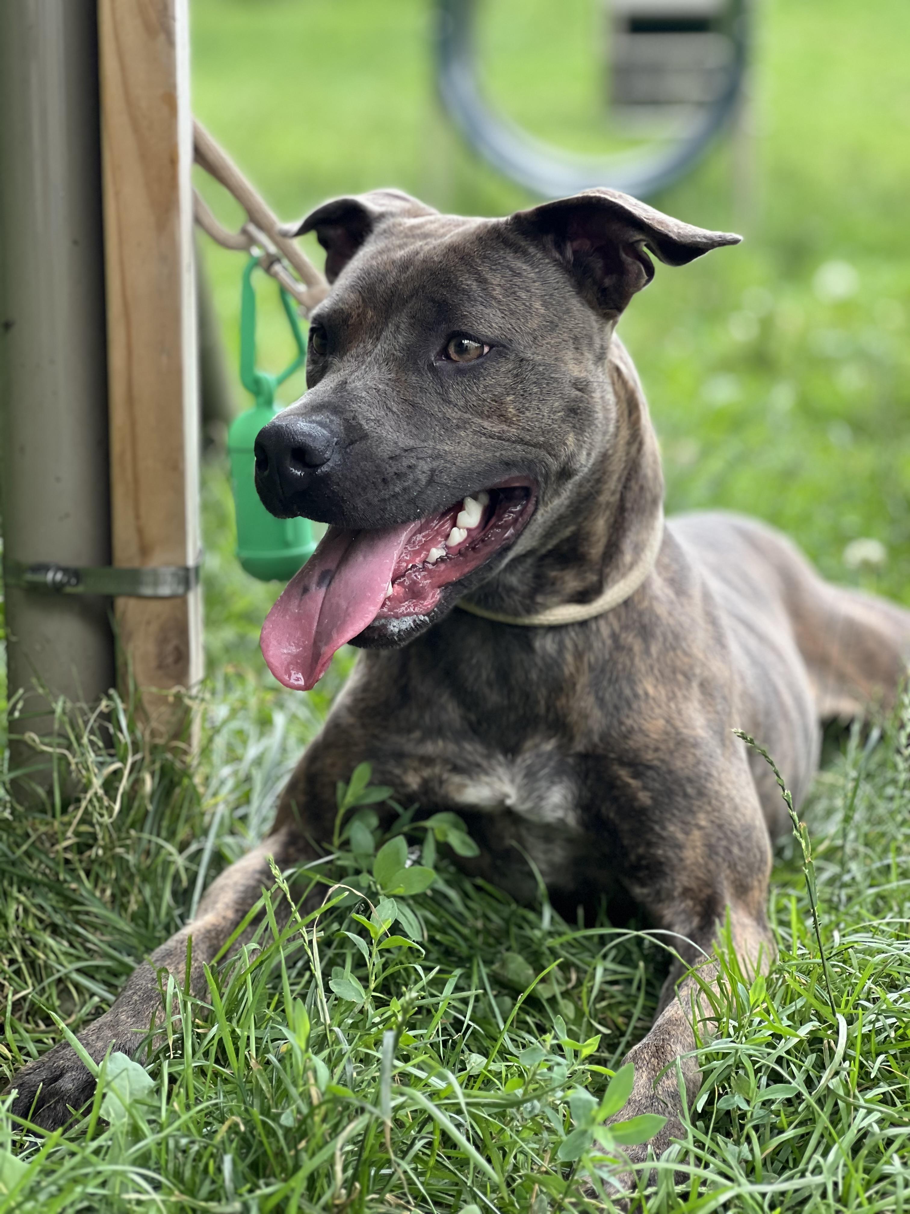 Enlarge SKY, a Adoptable mixed breed in Yonkers, NY image 3/6