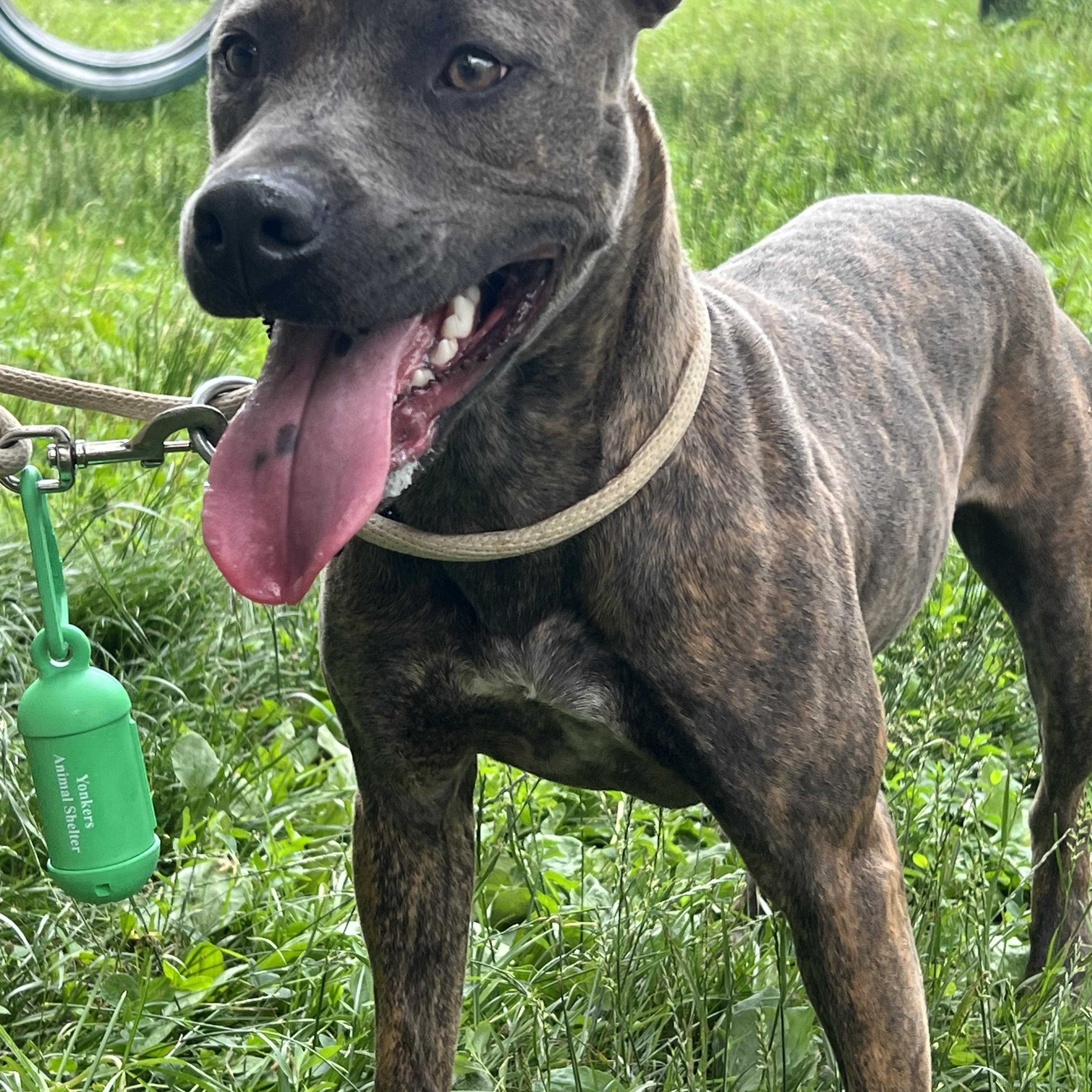 Enlarge SKY, a Adoptable mixed breed in Yonkers, NY image 4/6