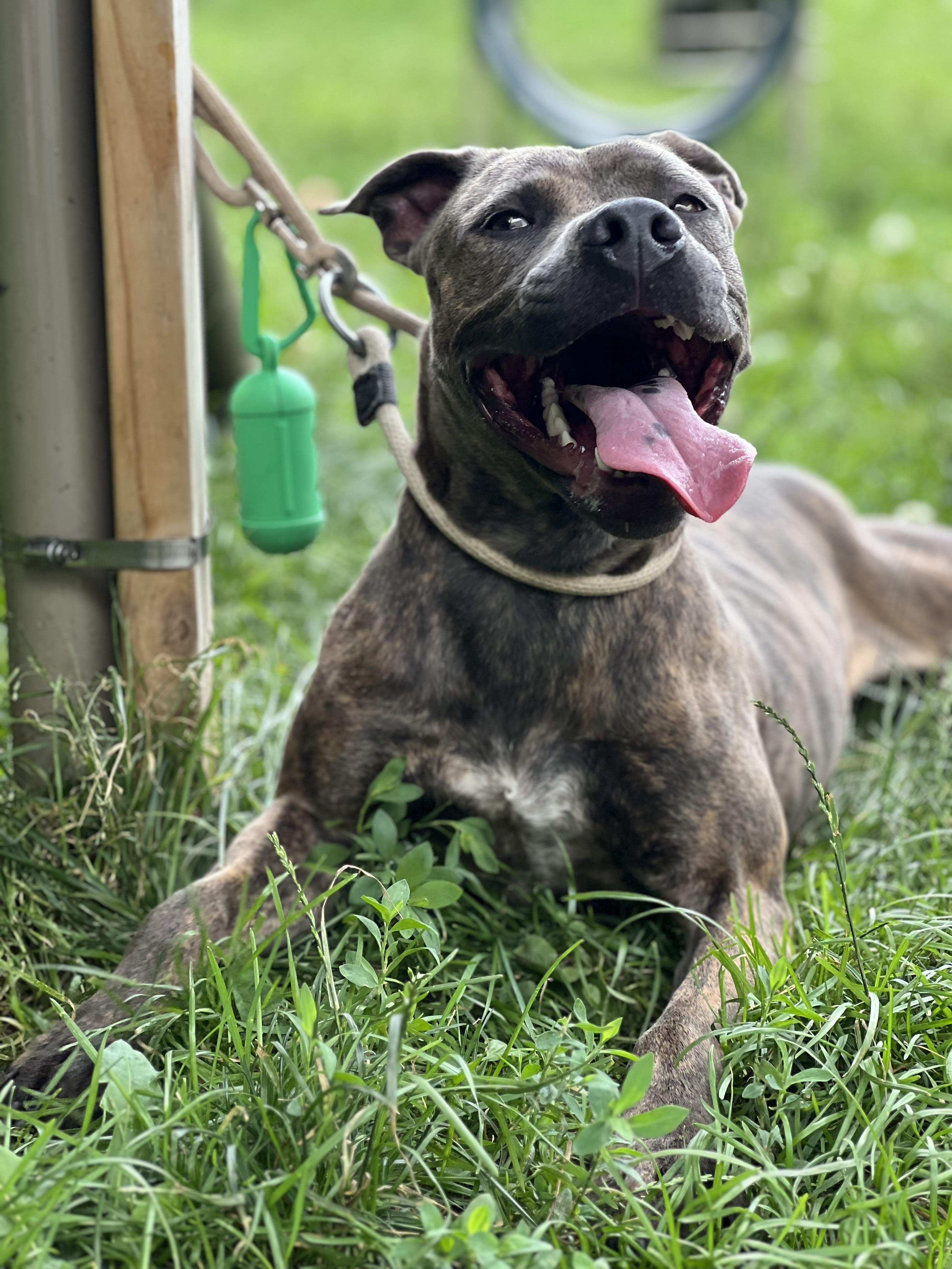 Enlarge SKY, a Adoptable mixed breed in Yonkers, NY image 5/6